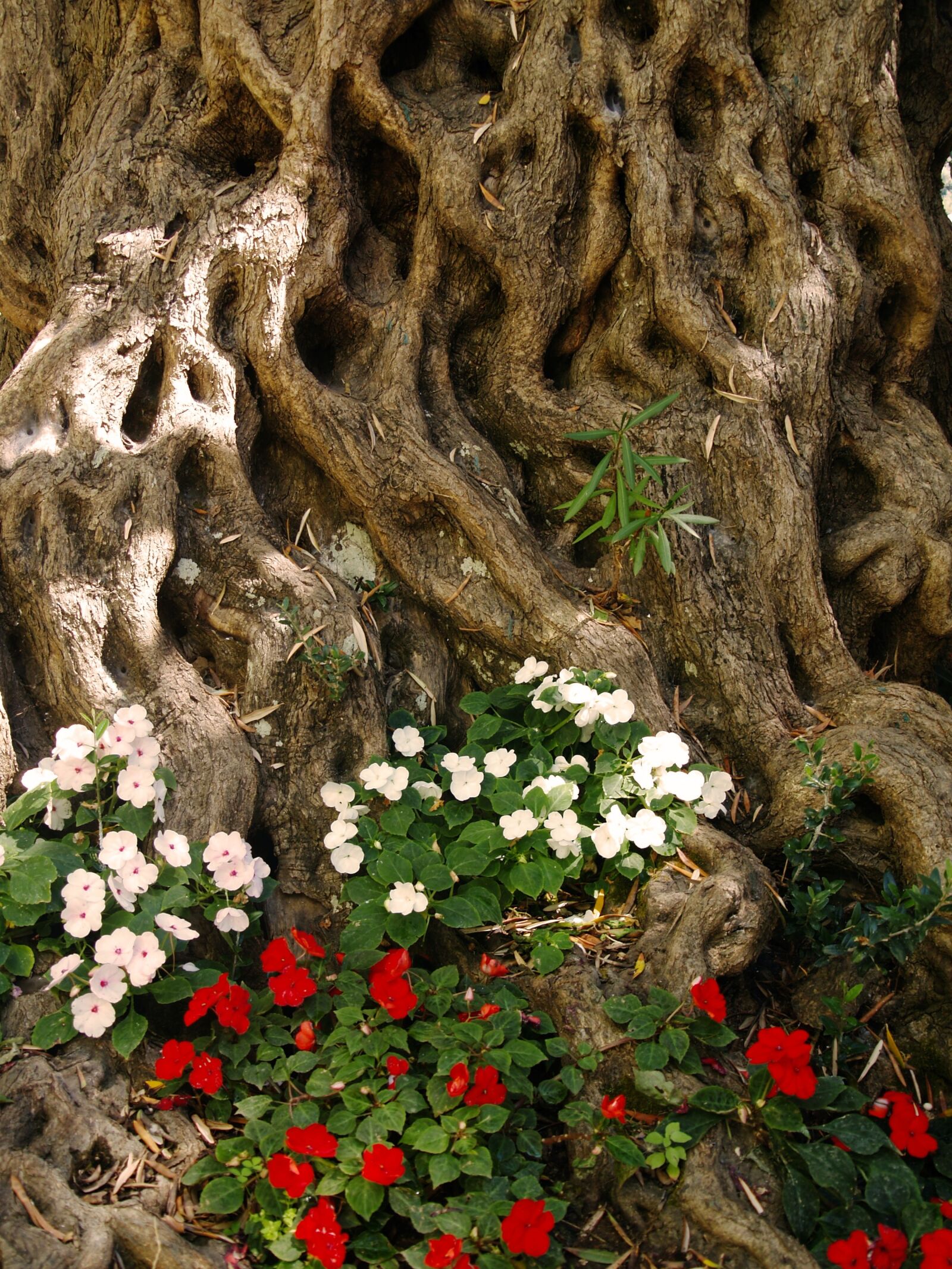 Olympus E-330 (EVOLT E-330) sample photo. Wood, root, crust photography