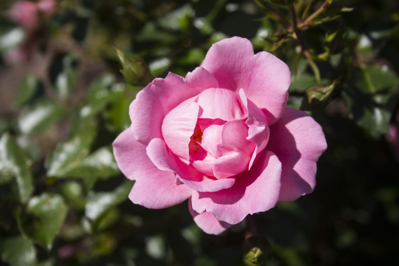 Canon EF-S 18-55mm F3.5-5.6 II sample photo. Flower, blossom, bloom photography