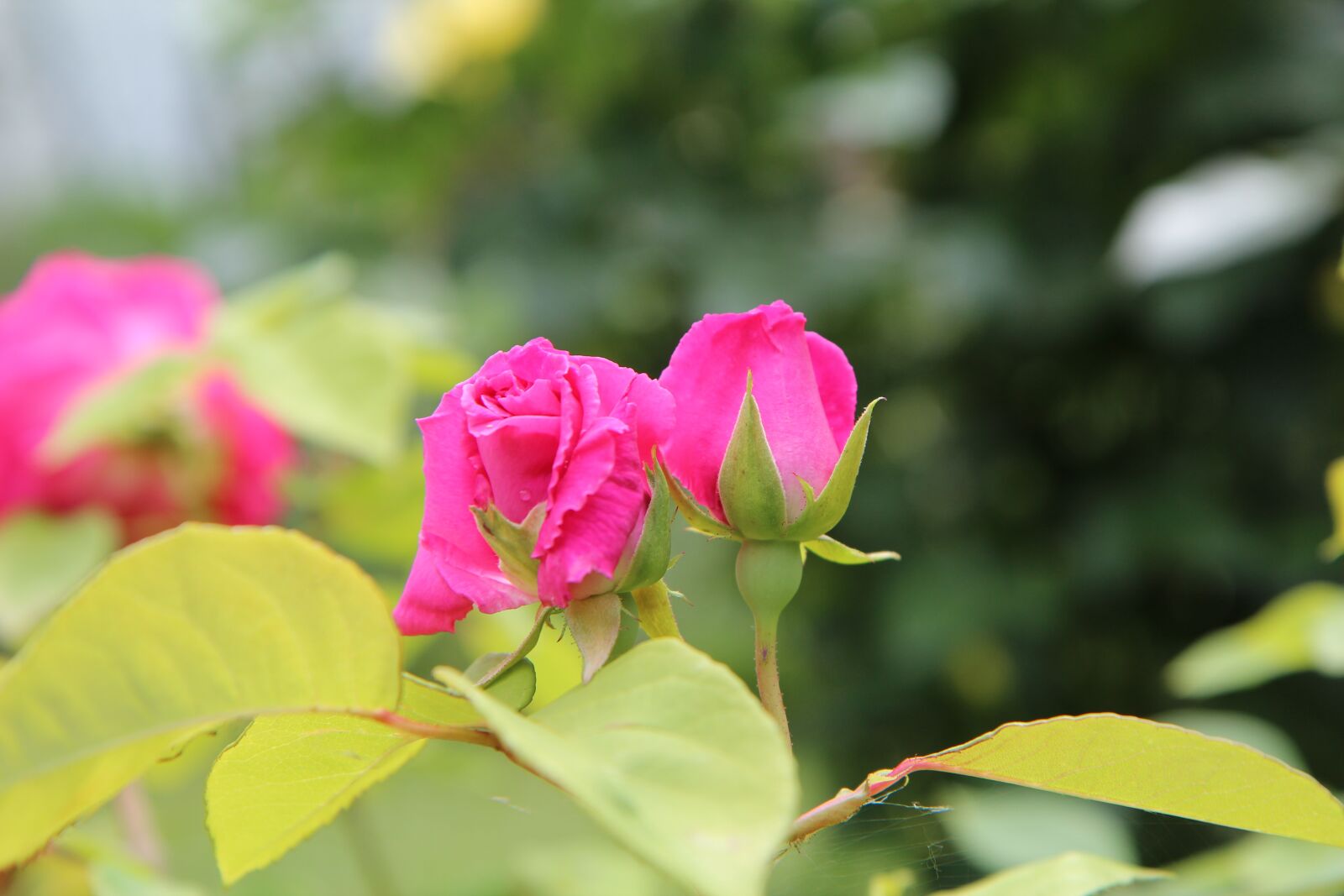 Canon EOS 600D (Rebel EOS T3i / EOS Kiss X5) sample photo. Pink button, pink, rosebush photography