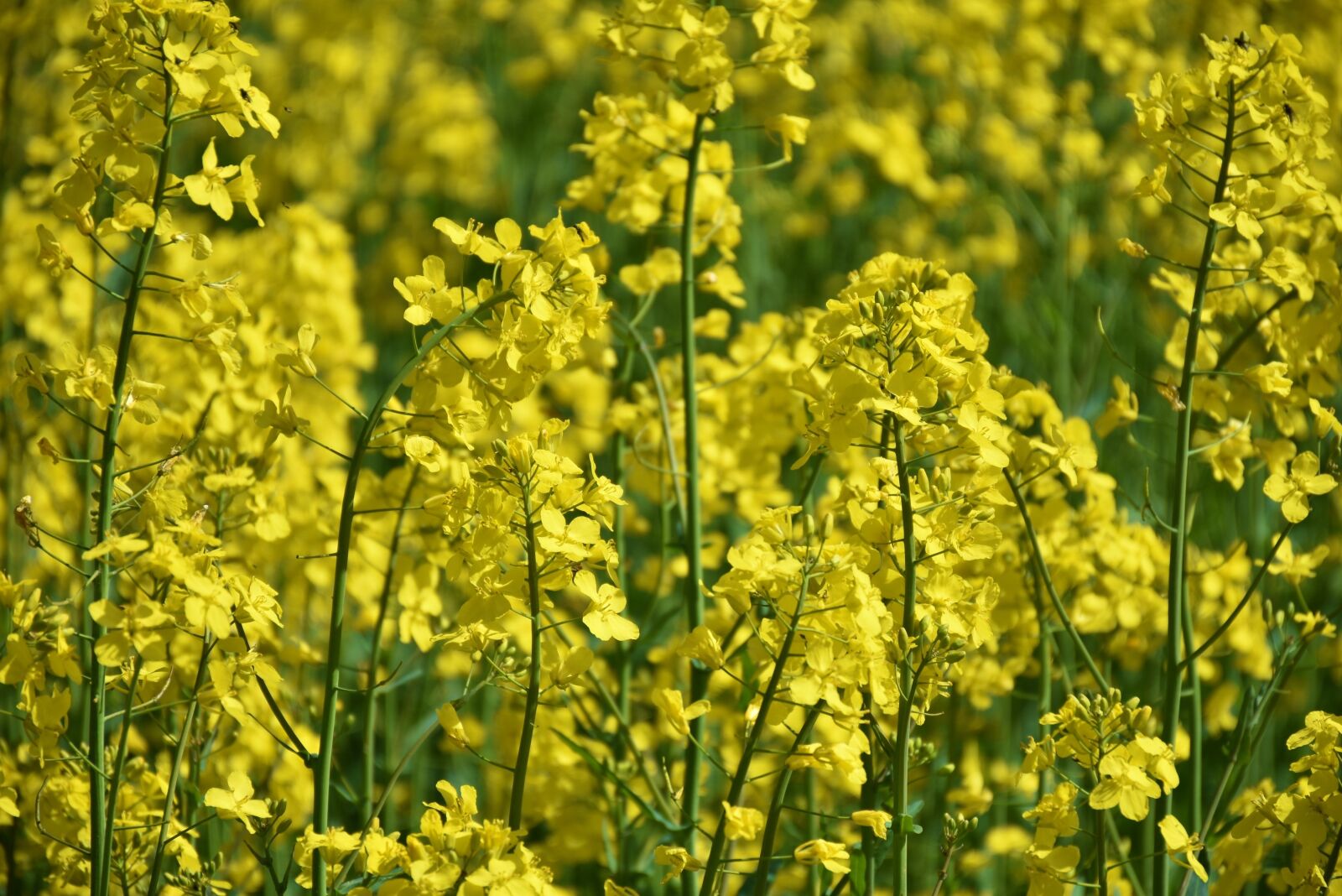 Nikon D7200 sample photo. Oilseed rape, meadow, field photography