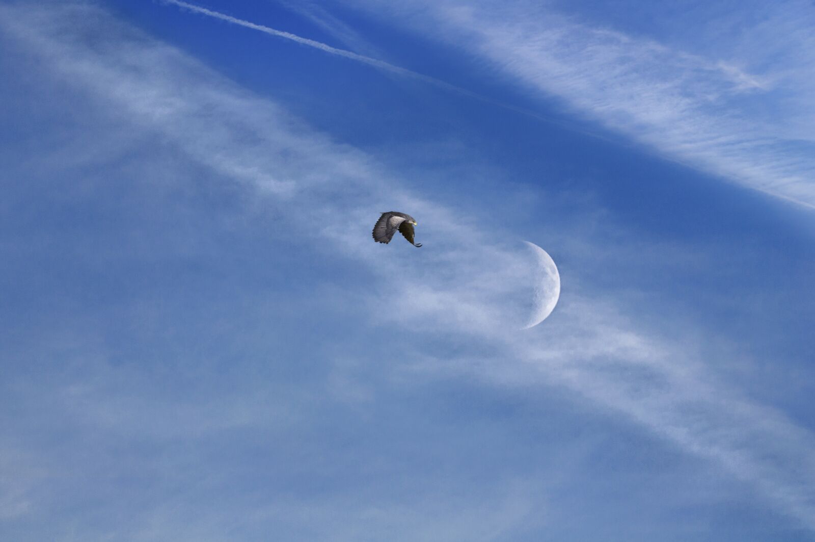 Nikon D5000 sample photo. Bird, sky, moon photography