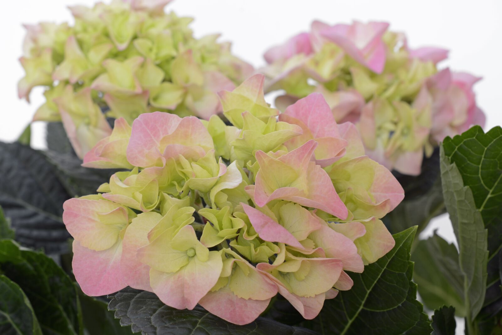 Nikon D7100 sample photo. Hydrangea, flower, blossom photography