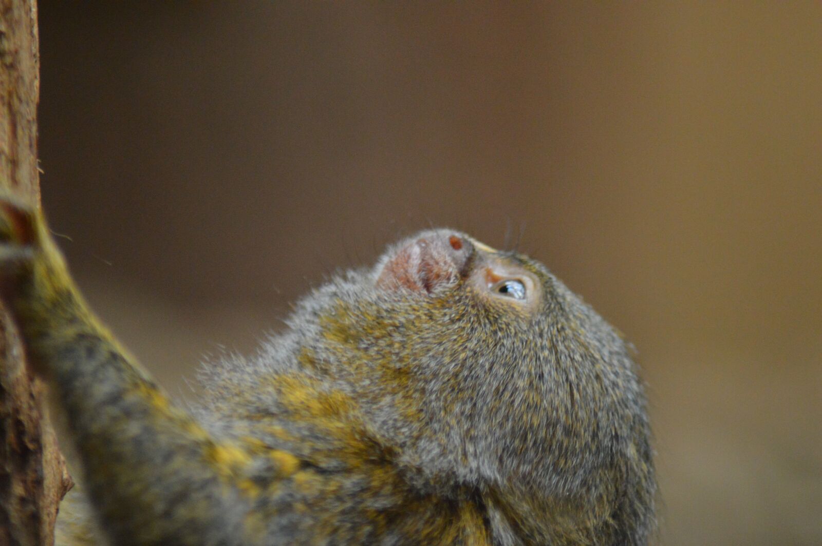 Nikon D3200 sample photo. Monkey, animals, wildlife photography