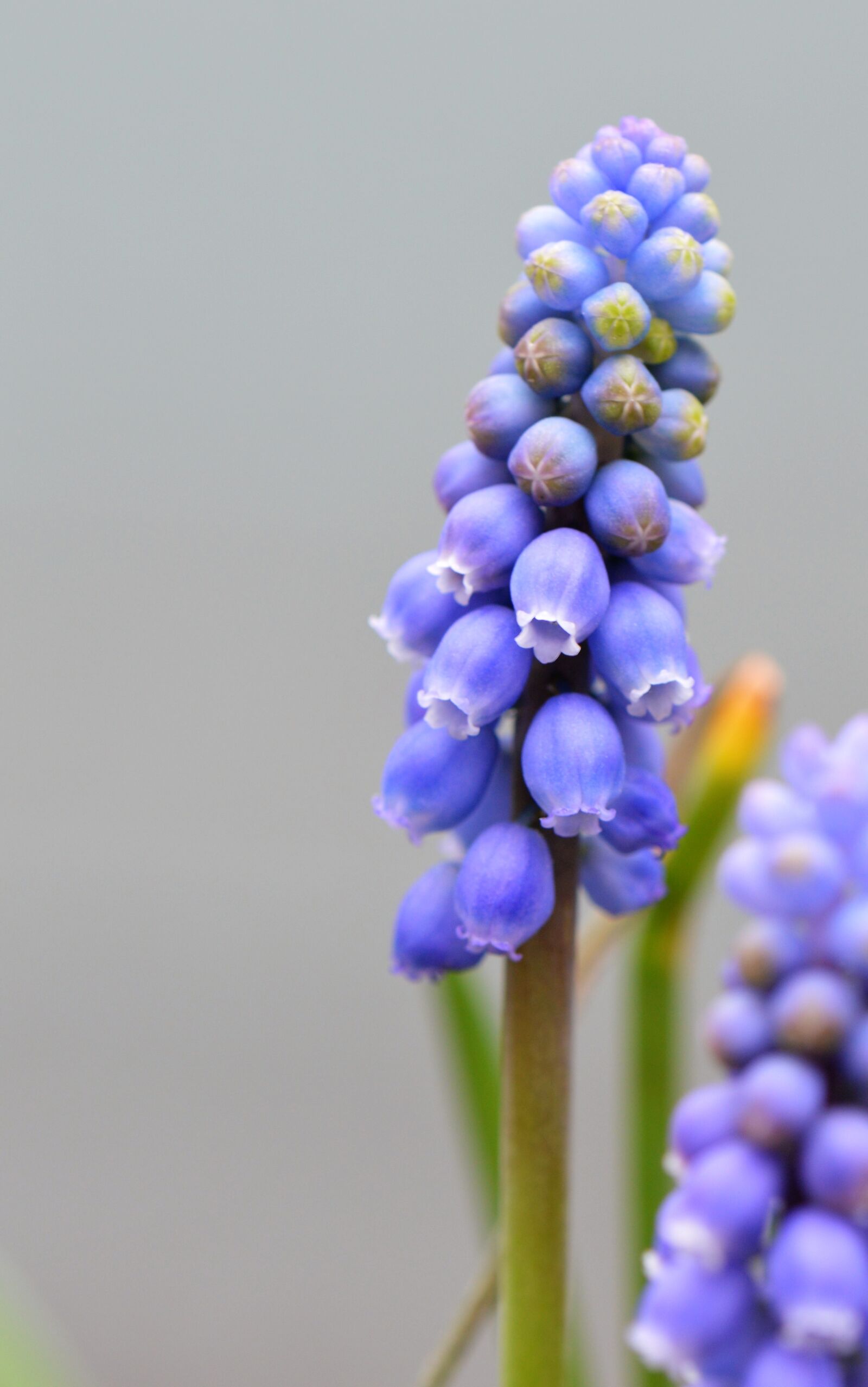 Nikon D3200 sample photo. Nature, no person, plant photography