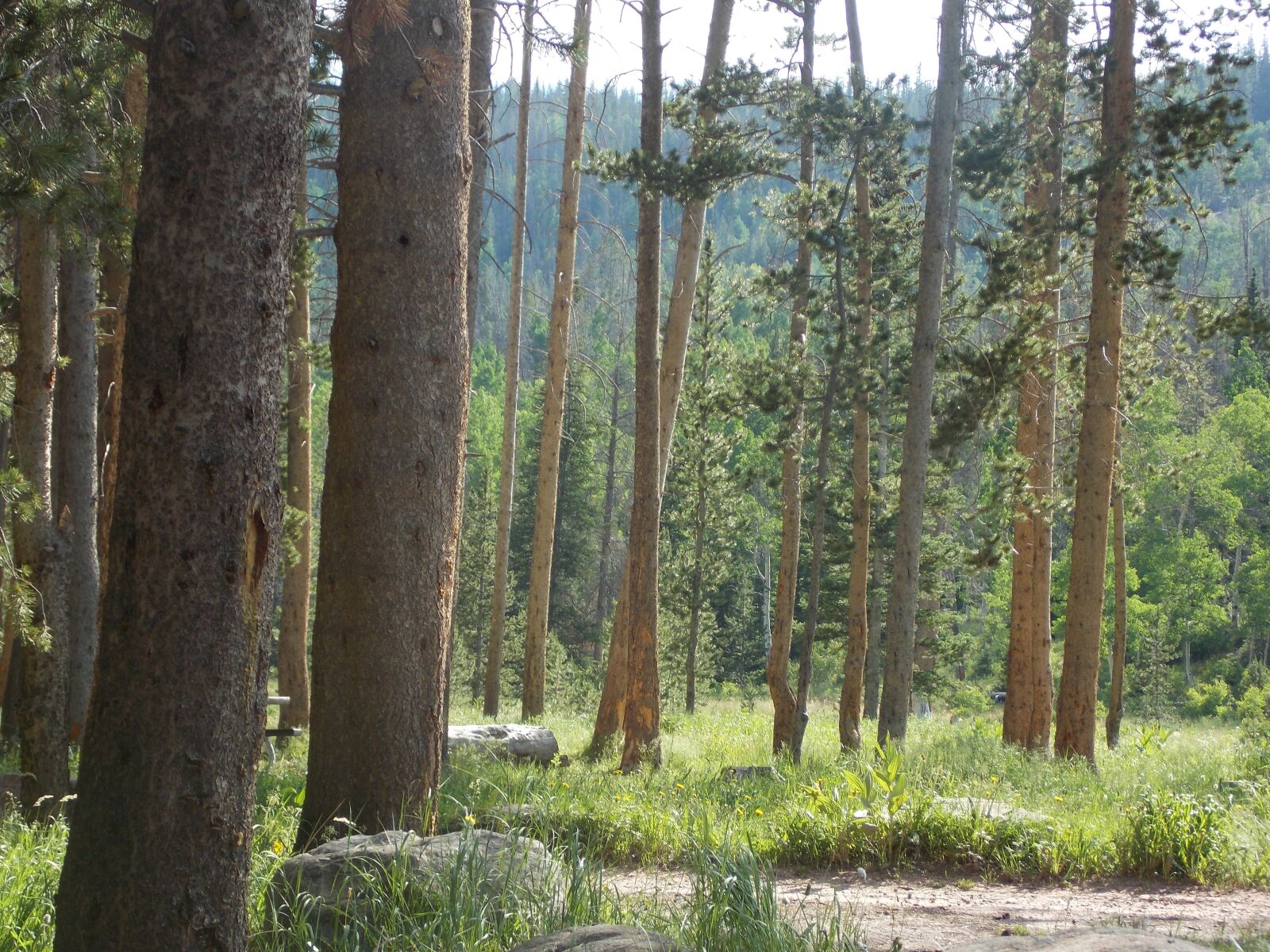 Nikon Coolpix L810 sample photo. Forrest, pines, nature photography