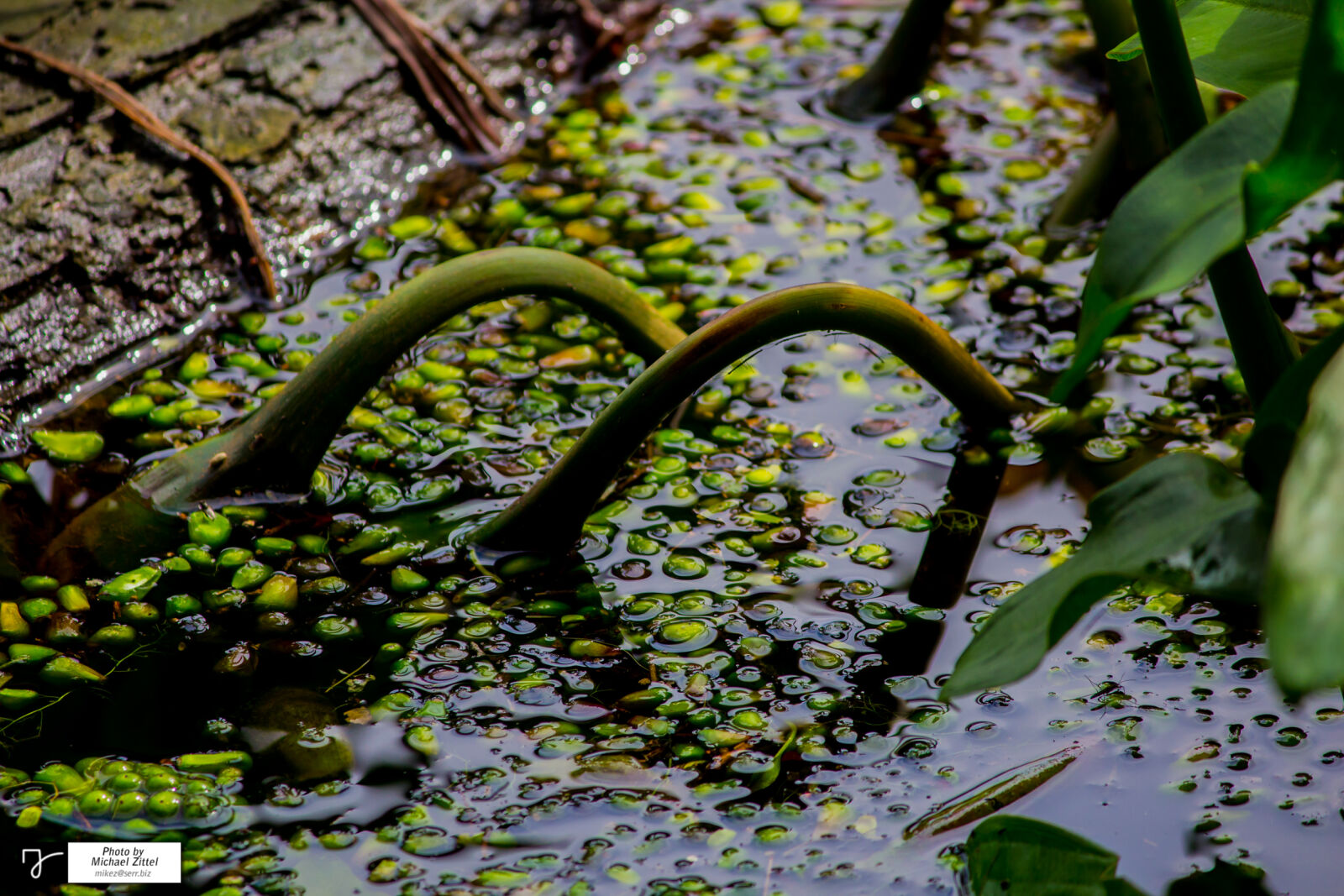 Canon EOS 600D (Rebel EOS T3i / EOS Kiss X5) sample photo. Log, marsh, swamp, plants photography