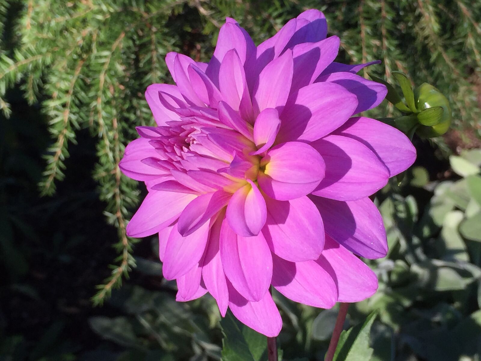 iPhone 6 Plus back camera 4.15mm f/2.2 sample photo. Orange, flower, massachusetts photography