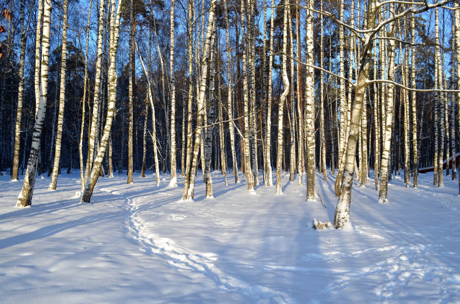 Nikon D5100 sample photo. Winter, nature, snow photography