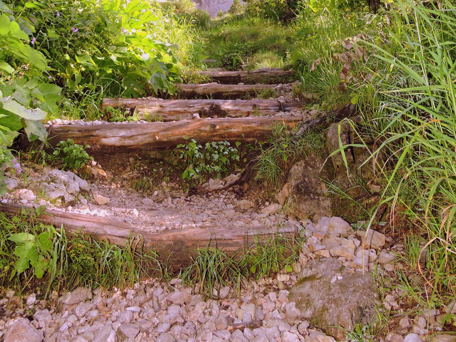 Nikon Coolpix P600 sample photo. Scale, trail, green photography