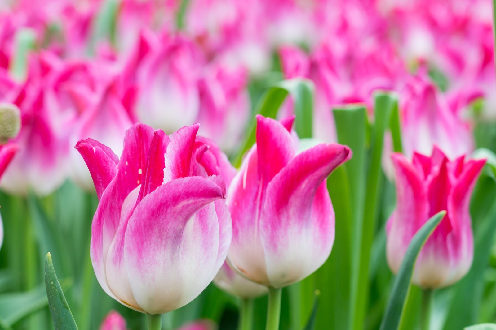Sony FE 24-105mm F4 G OSS sample photo. Tulip, tulip field, macro photography