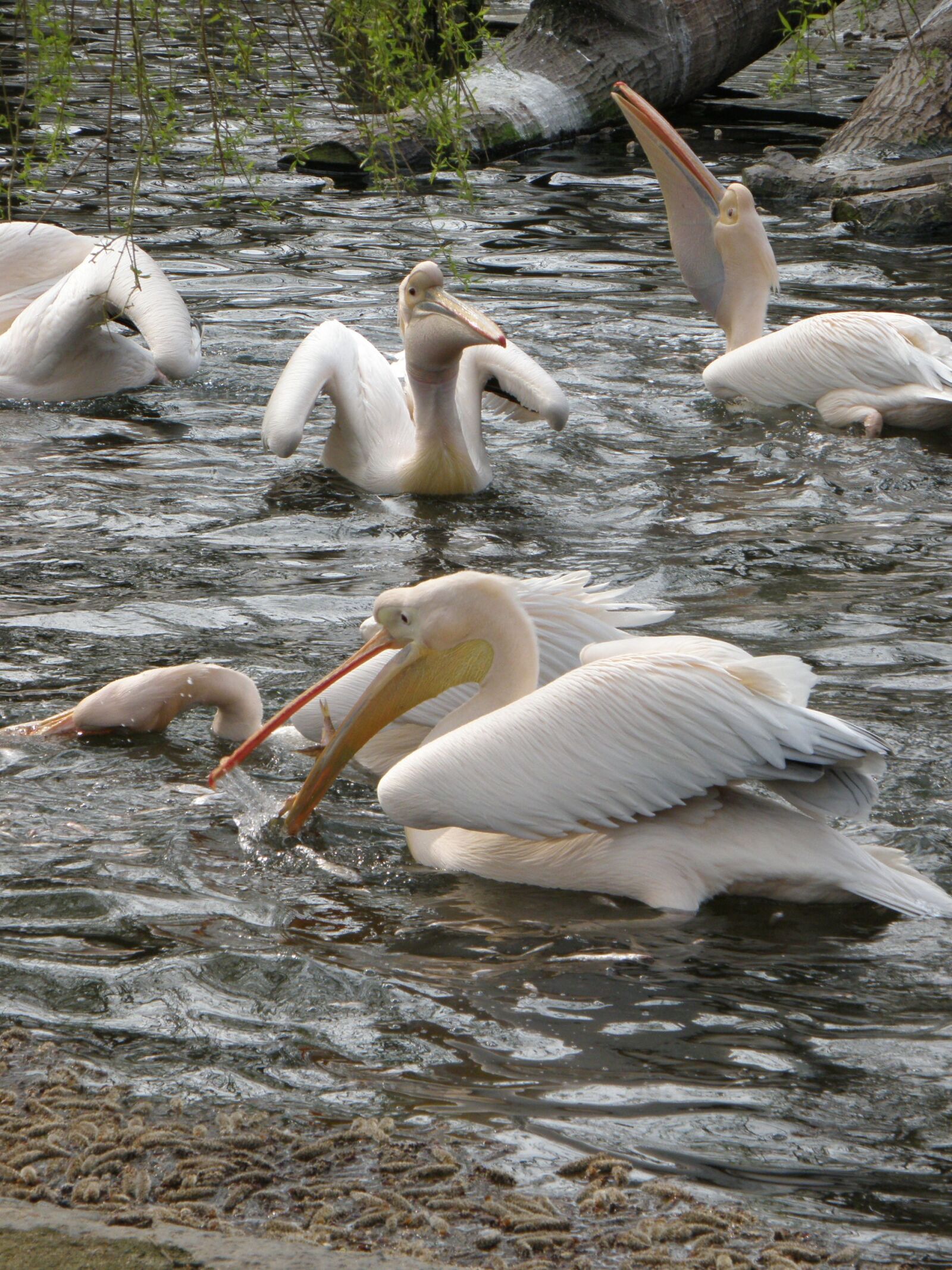 Olympus SP570UZ sample photo. Pelican, bird, feeding photography