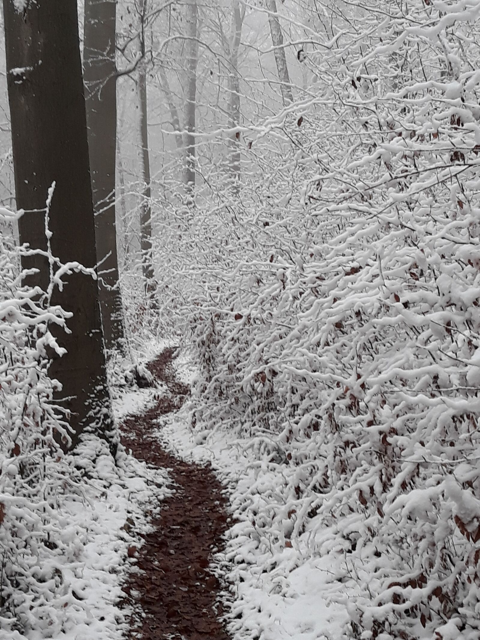 Samsung Galaxy J5 sample photo. Winter, snow, forest photography
