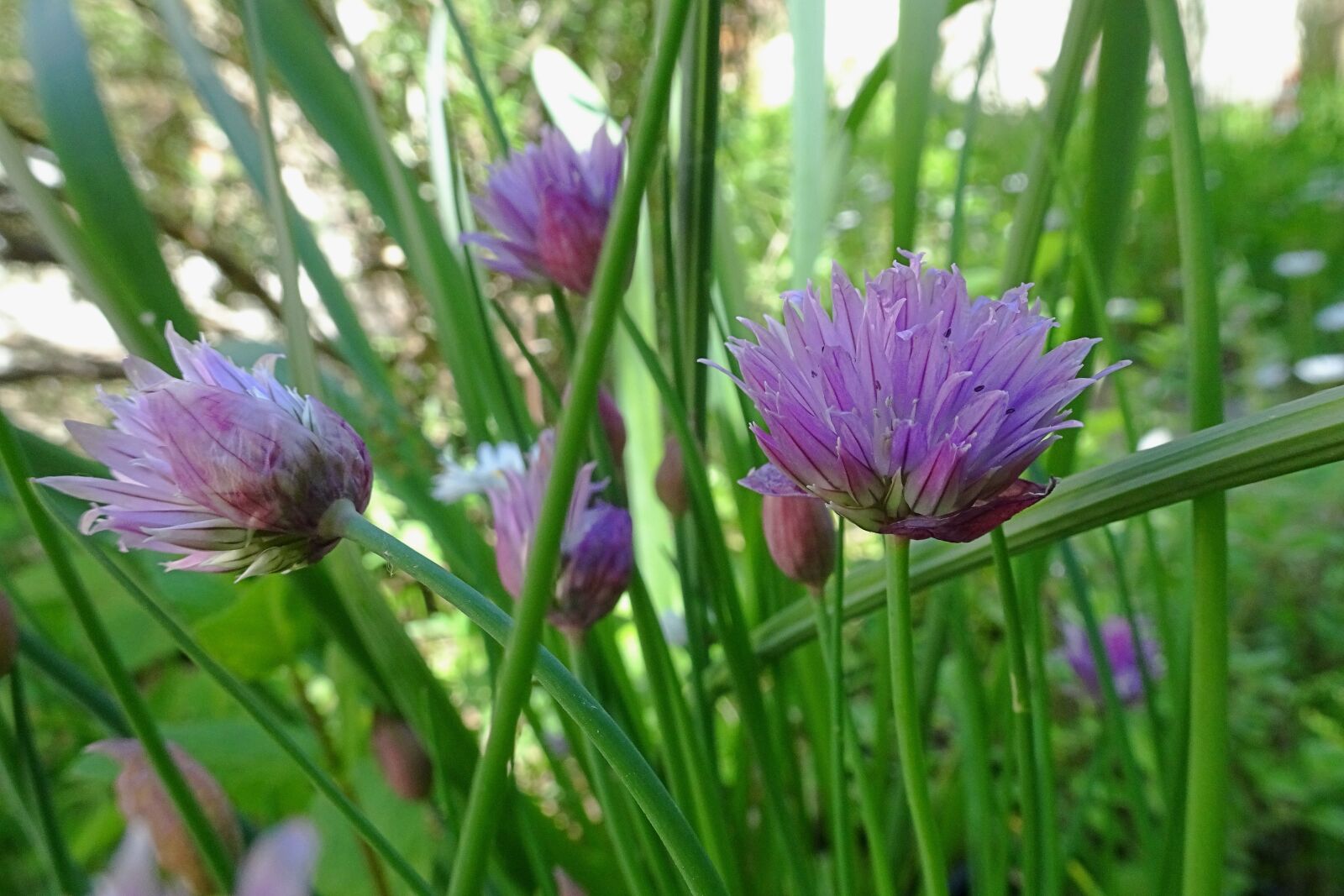 Sony Cyber-shot DSC-HX80 sample photo. Chive flowers, chives, herbs photography