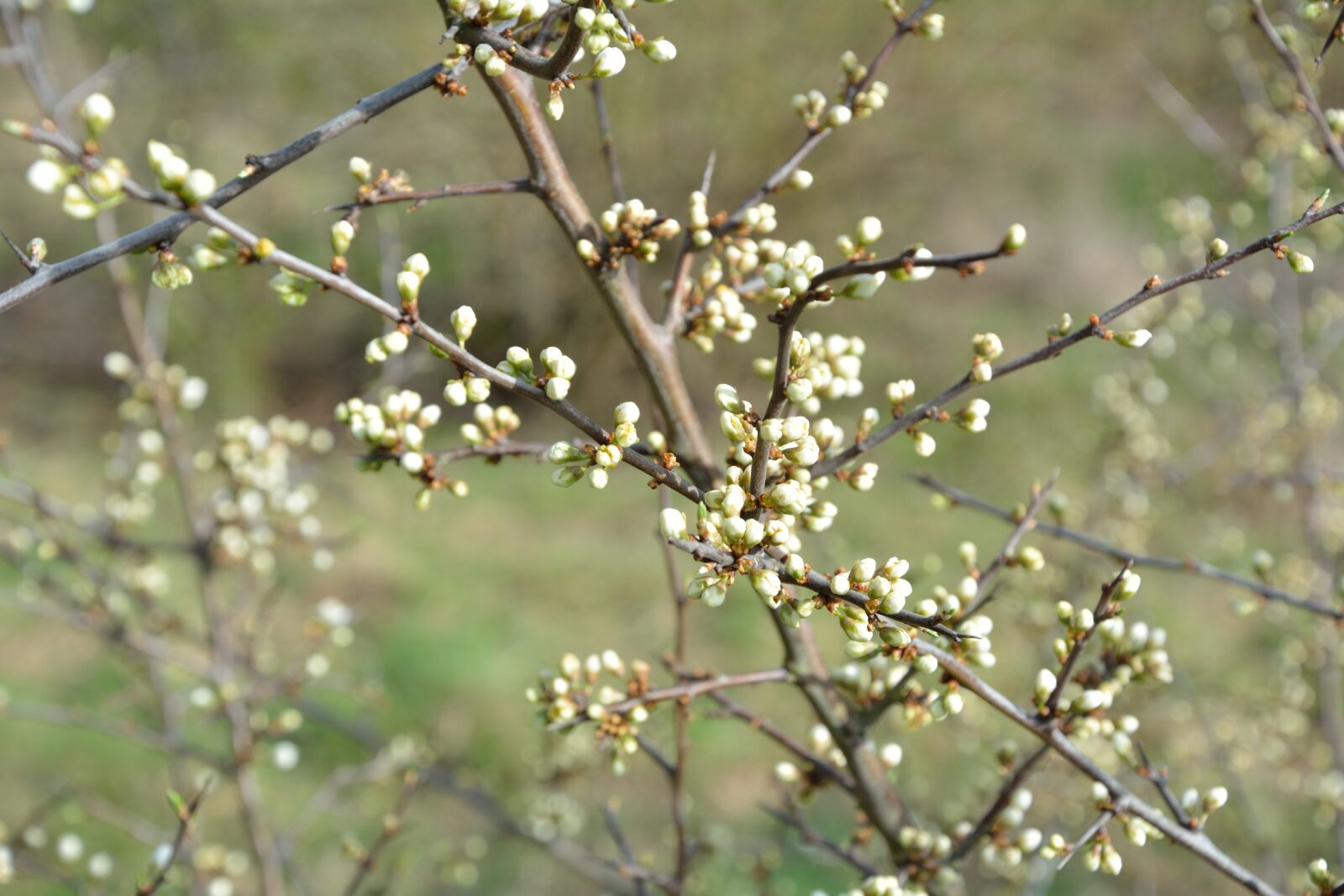 Nikon D5200 sample photo. Nature, green, plant photography