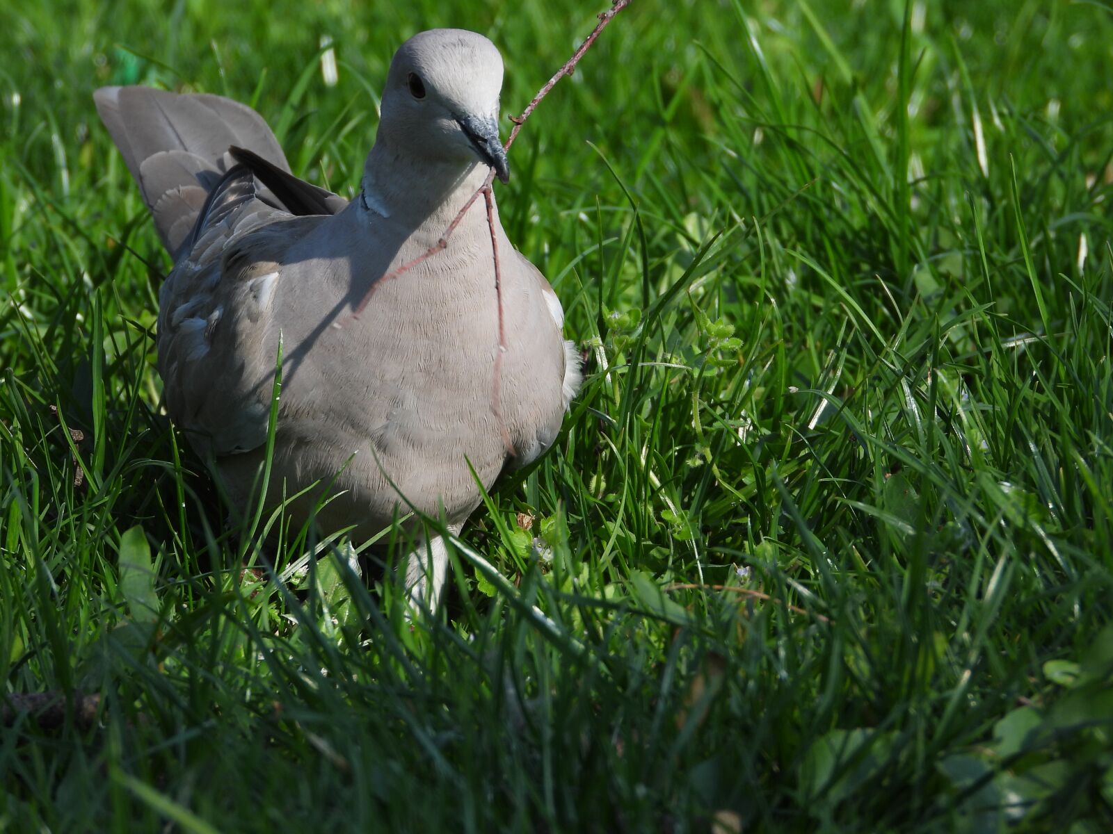 Nikon Coolpix P1000 sample photo. Dove, dove with twig photography