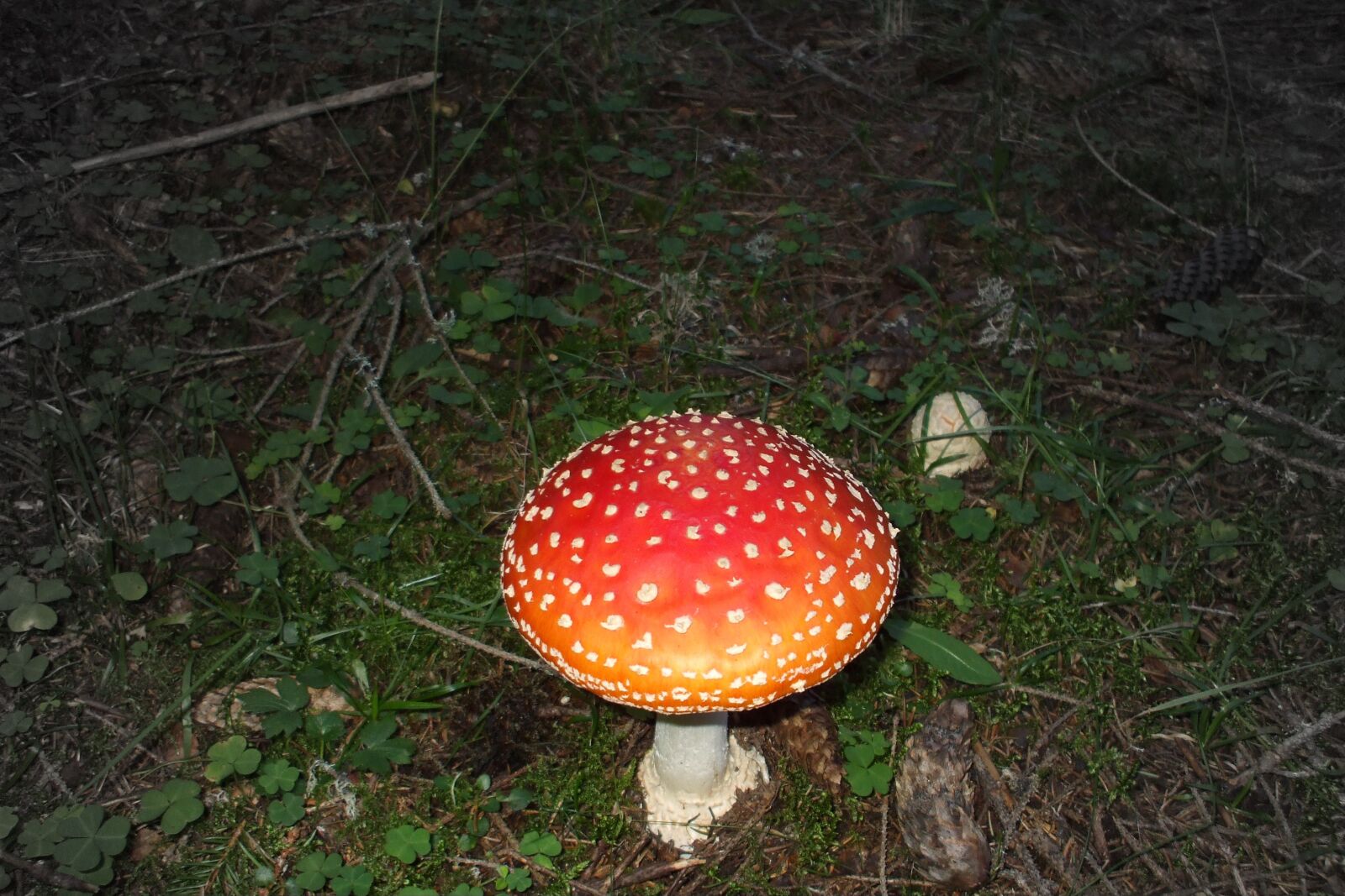 Fujifilm FinePix A800 sample photo. Mushroom, bad mushroom, bad photography