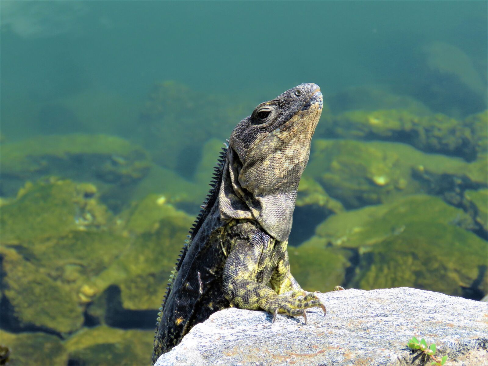 Canon PowerShot SX60 HS sample photo. Iguana, lizard, dragon photography