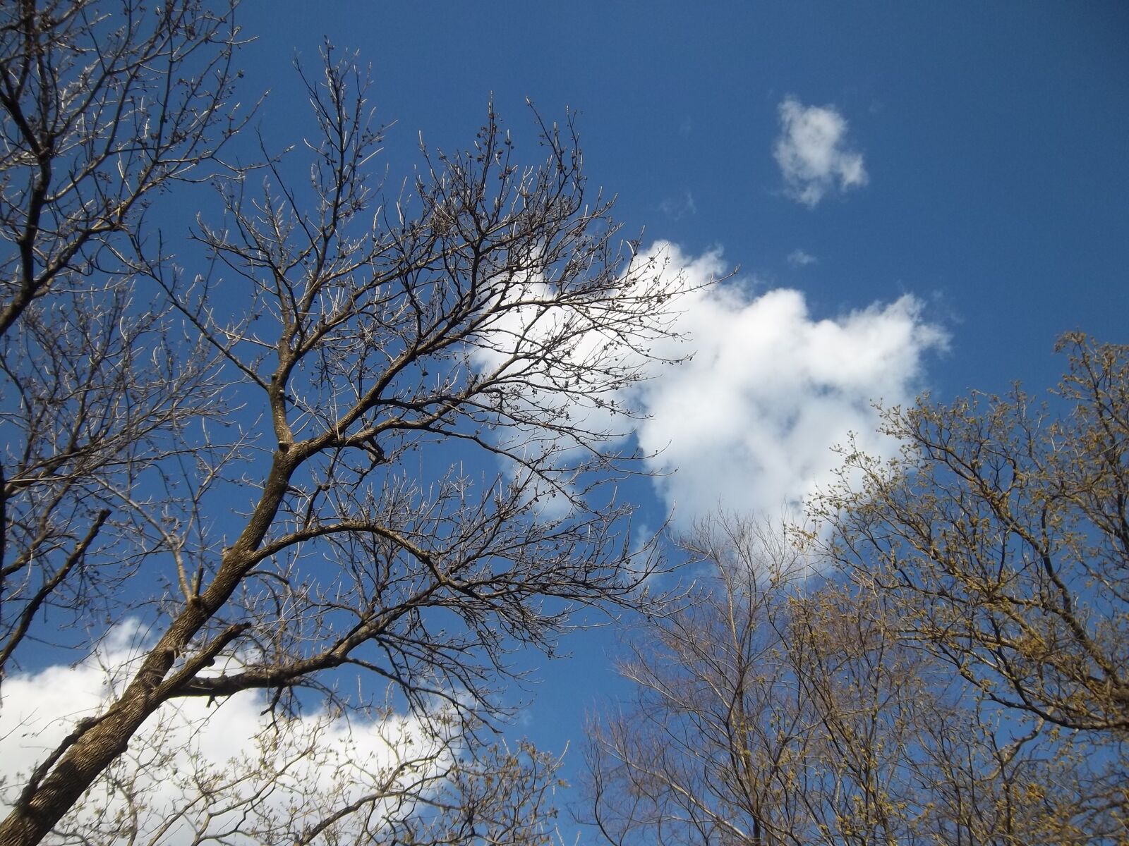 Kodak EASYSHARE M575 DIGITAL CAMERA sample photo. Tree, branches, sky photography