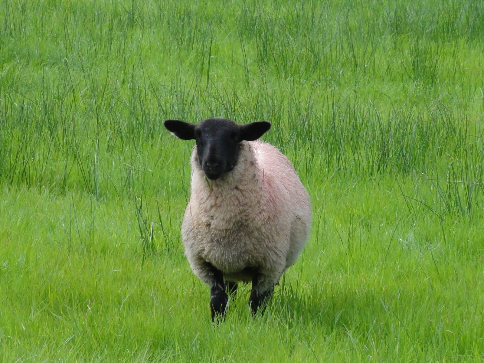 Sony DSC-HX5V sample photo. Black head, sheep, juice photography