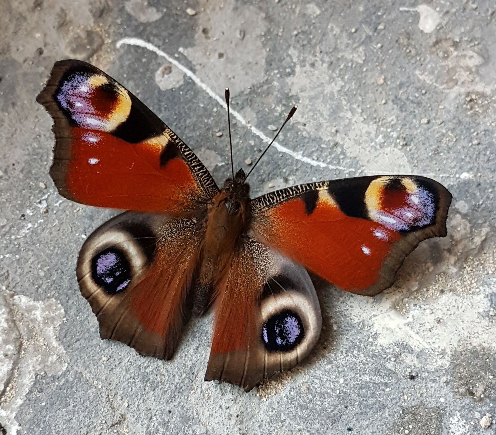 Samsung Galaxy S7 Edge sample photo. Butterfly, peacock photography