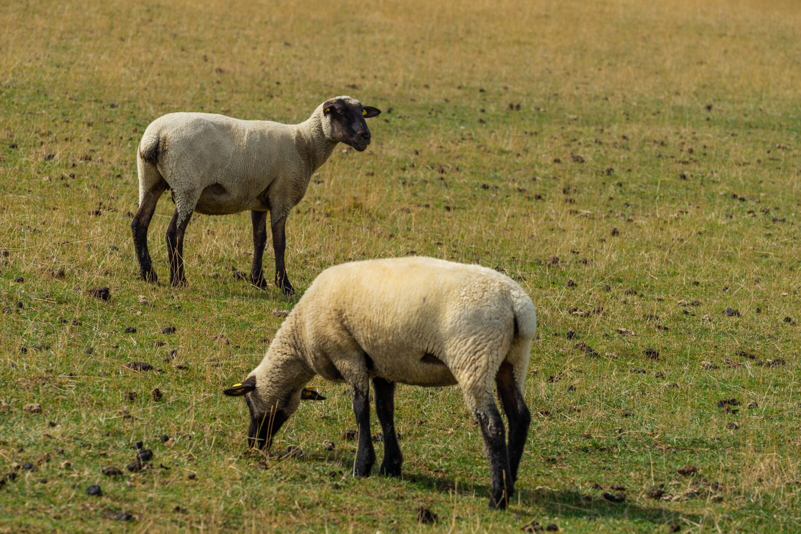 Sony a7 II sample photo. Animal, sheep, nature photography