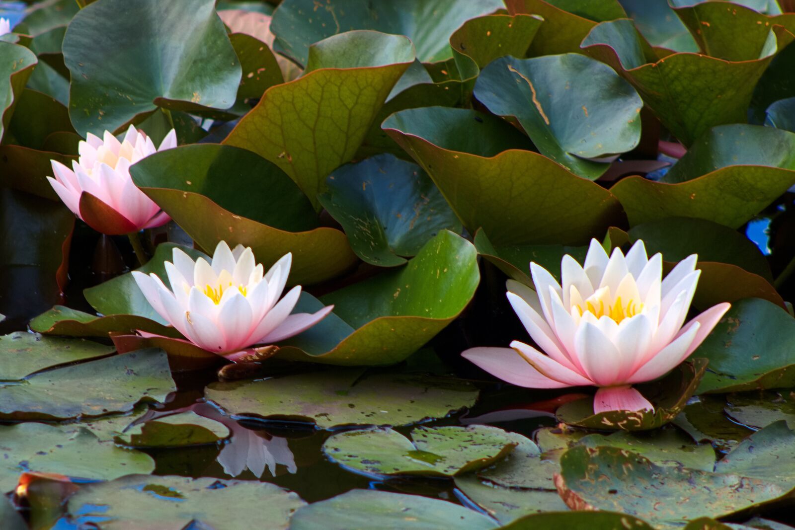 Canon EF75-300mm f/4-5.6 sample photo. Nature, sea, water photography