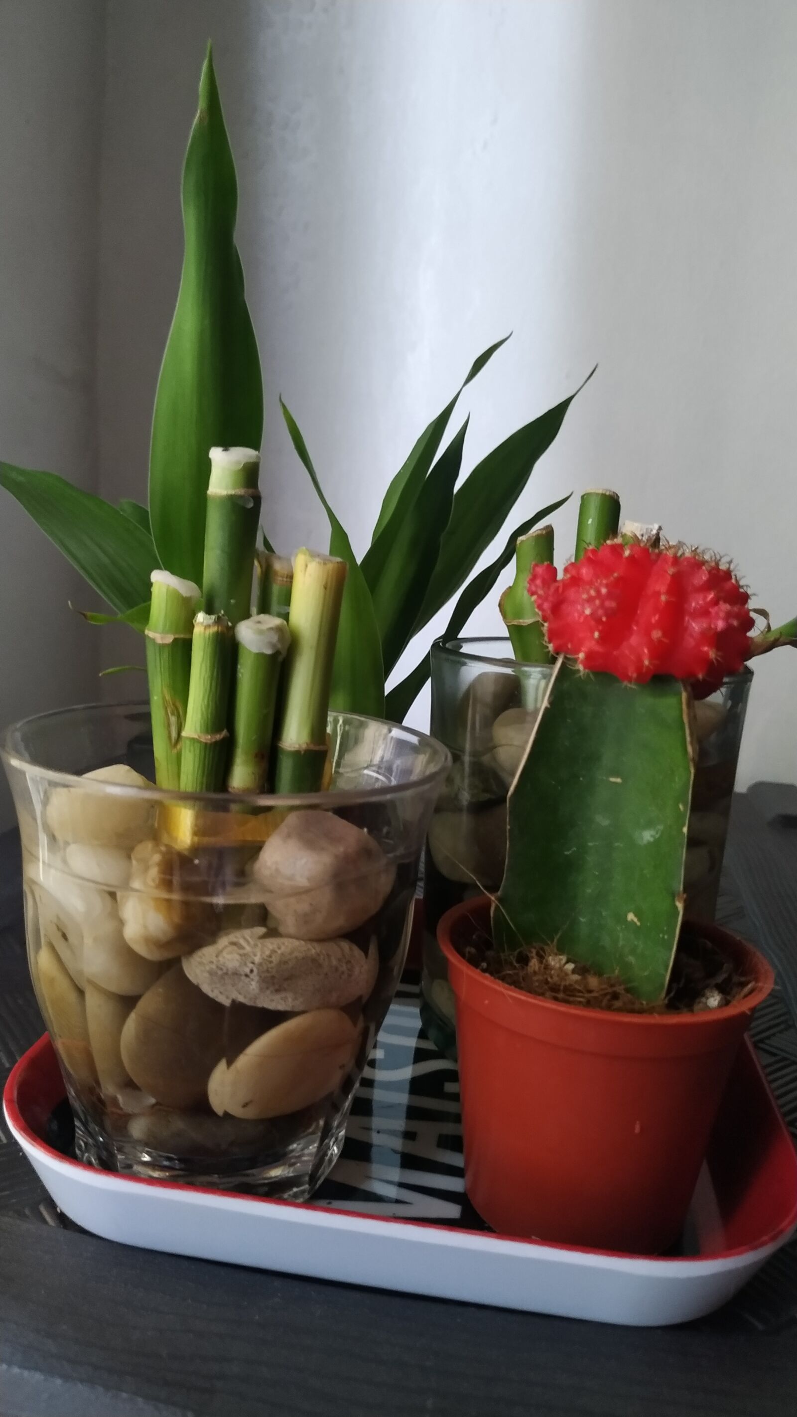 Xiaomi MI 8 Lite sample photo. Moon cactus, cactus lover photography