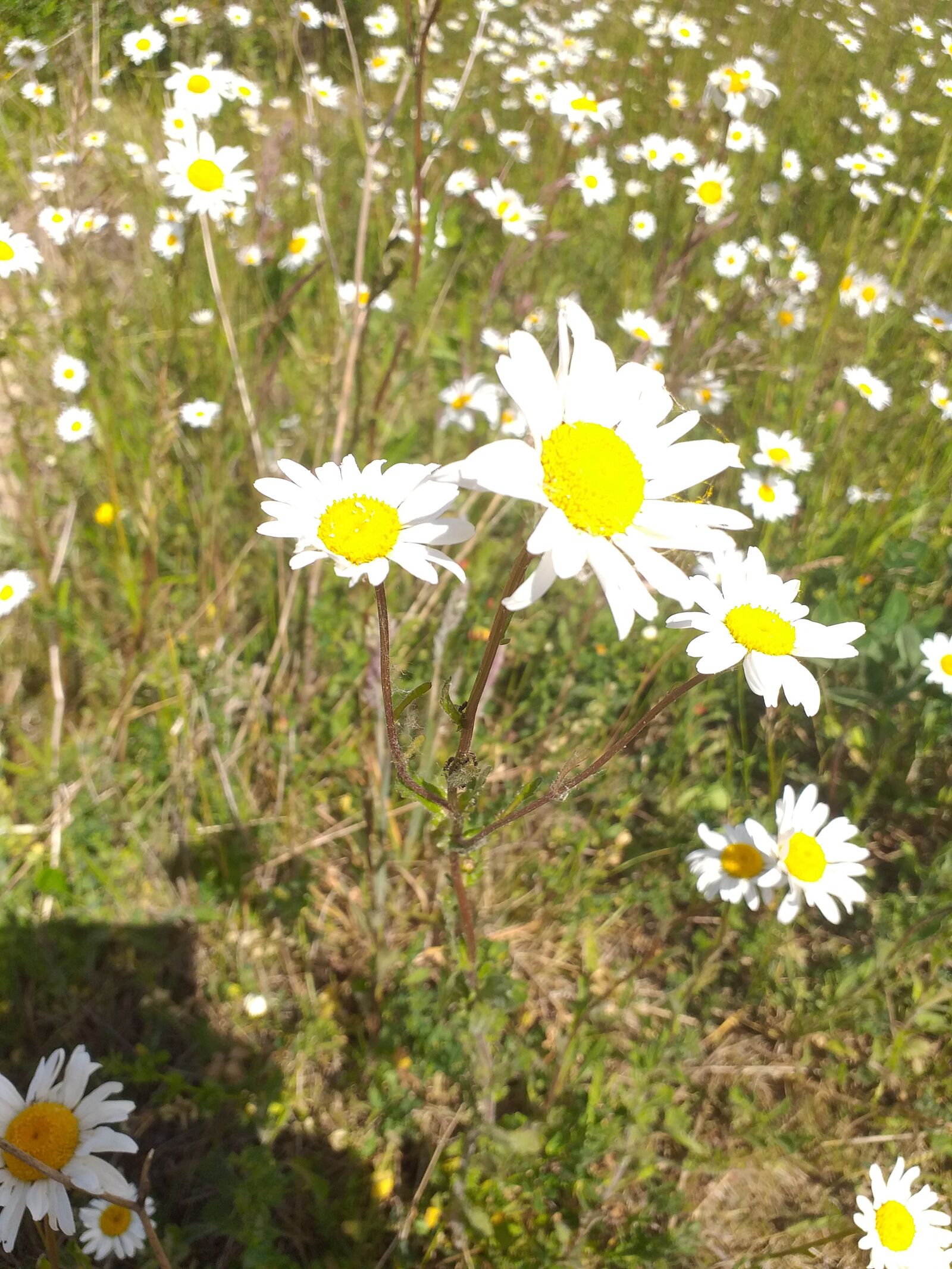 Samsung Galaxy J4+ sample photo. Daisy, nature, white flower photography