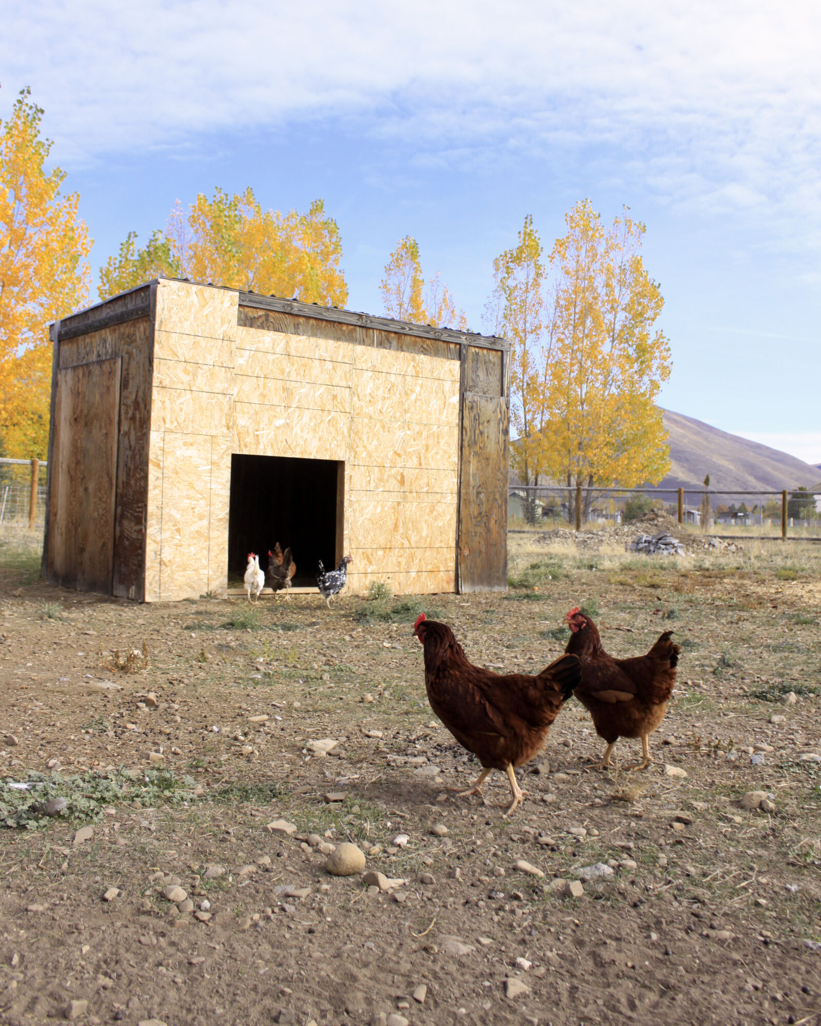 Canon EOS 50D sample photo. Chicken, chickens, farm, farm photography