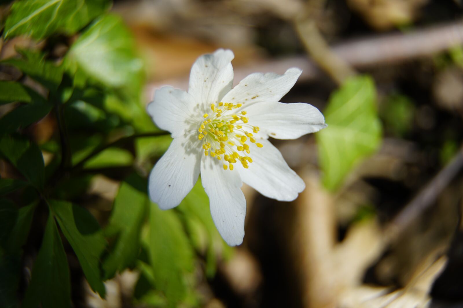 Sony a7R II + Sony E PZ 18-105mm F4 G OSS sample photo. Anemone, nemorosa, spring photography