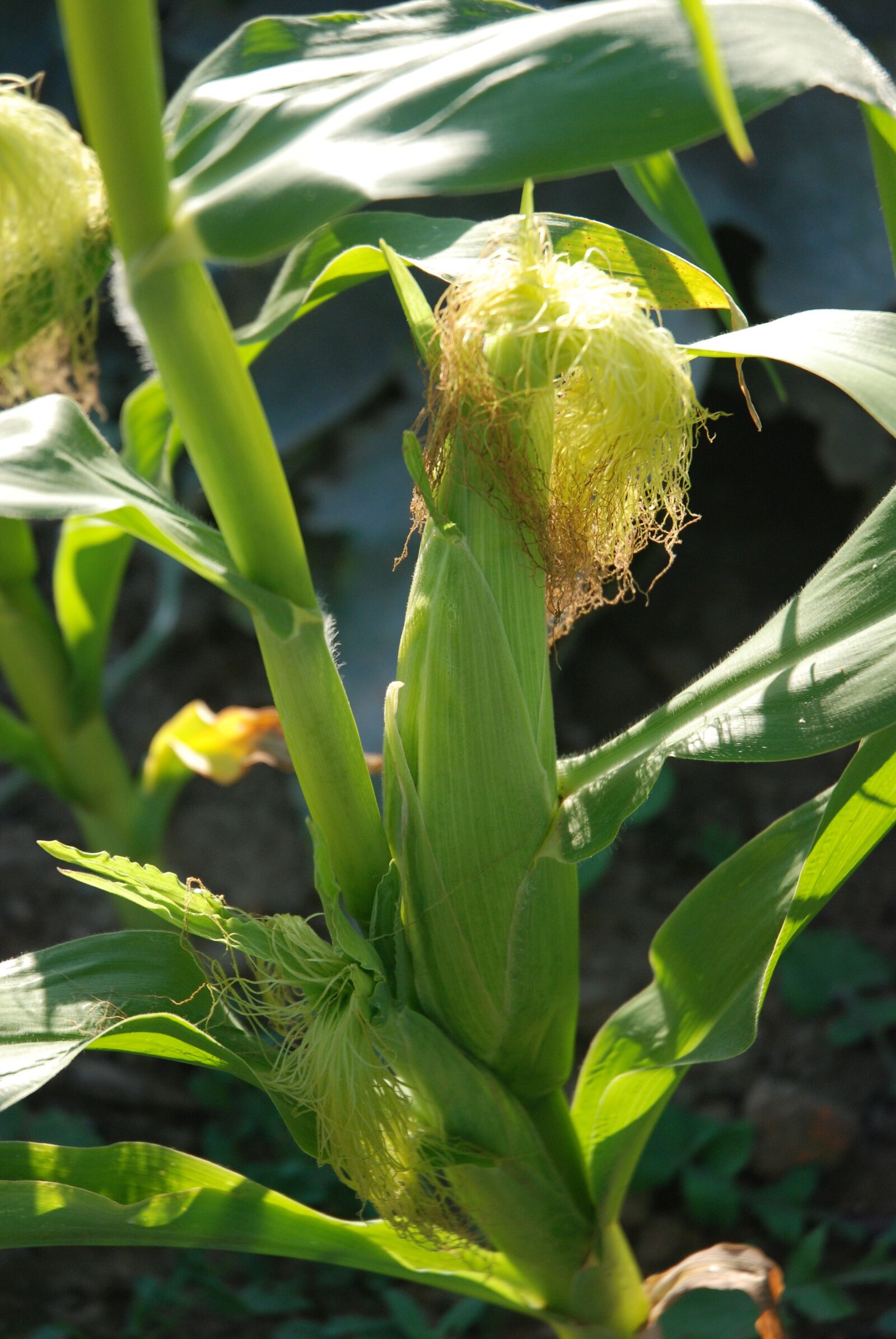 Nikon D80 sample photo. Sweetcorn, plant, cob photography