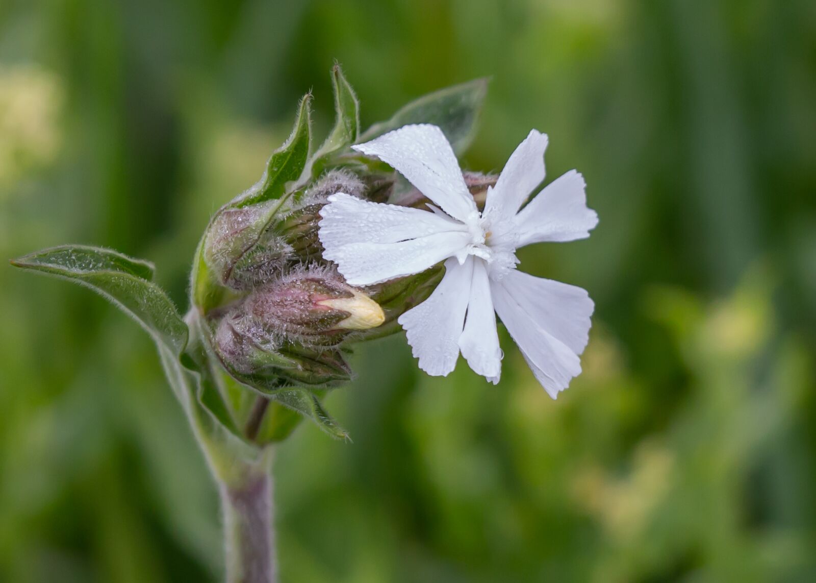 Canon EOS 5D Mark III sample photo. White campion, white flower photography