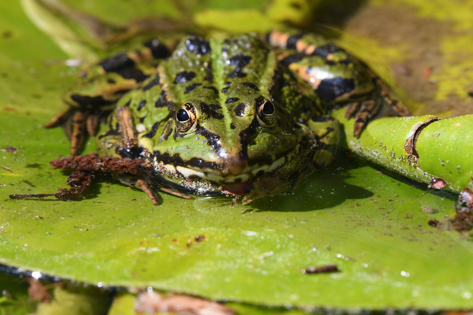 Nikon D500 sample photo. Amphibian, frog, nature photography