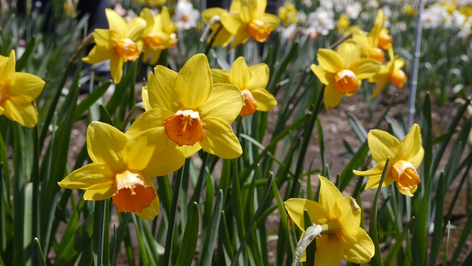 Panasonic Lumix DMC-G6 sample photo. Narcissus, flowers, yellow photography
