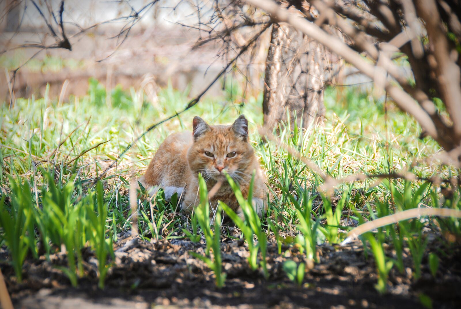 Nikon D80 sample photo. Cat, redhead, in grass photography