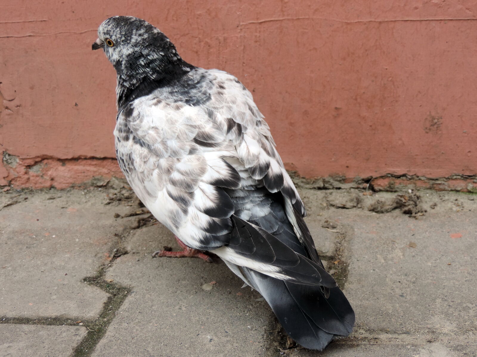Nikon Coolpix P520 sample photo. Colorful, pigeon, bird, animal photography