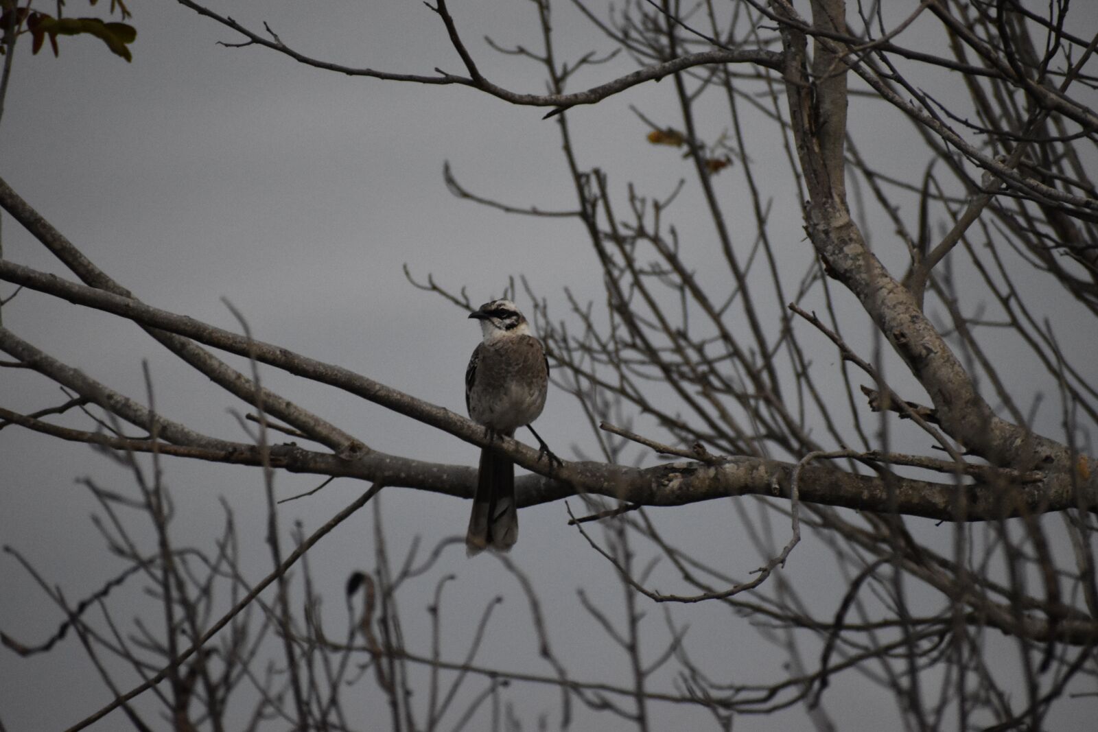 Nikon D5600 sample photo. Birds, bird, sinister photography