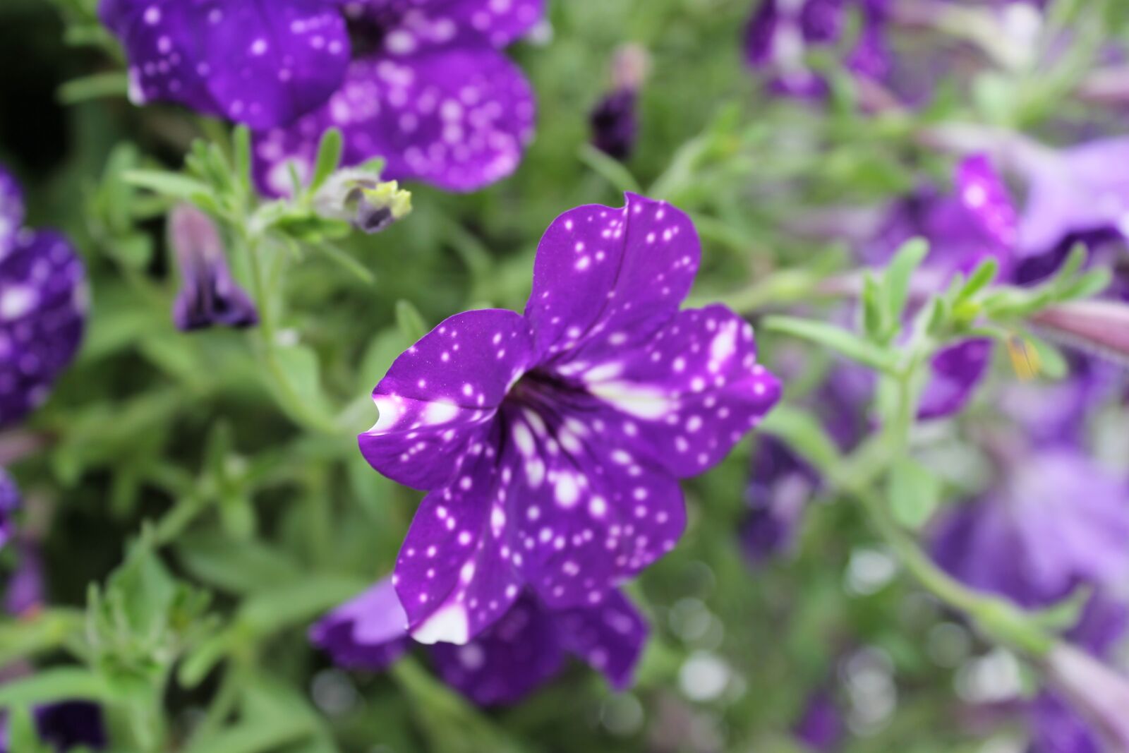 Canon EOS 1100D (EOS Rebel T3 / EOS Kiss X50) sample photo. Nature, purple flower, flower photography