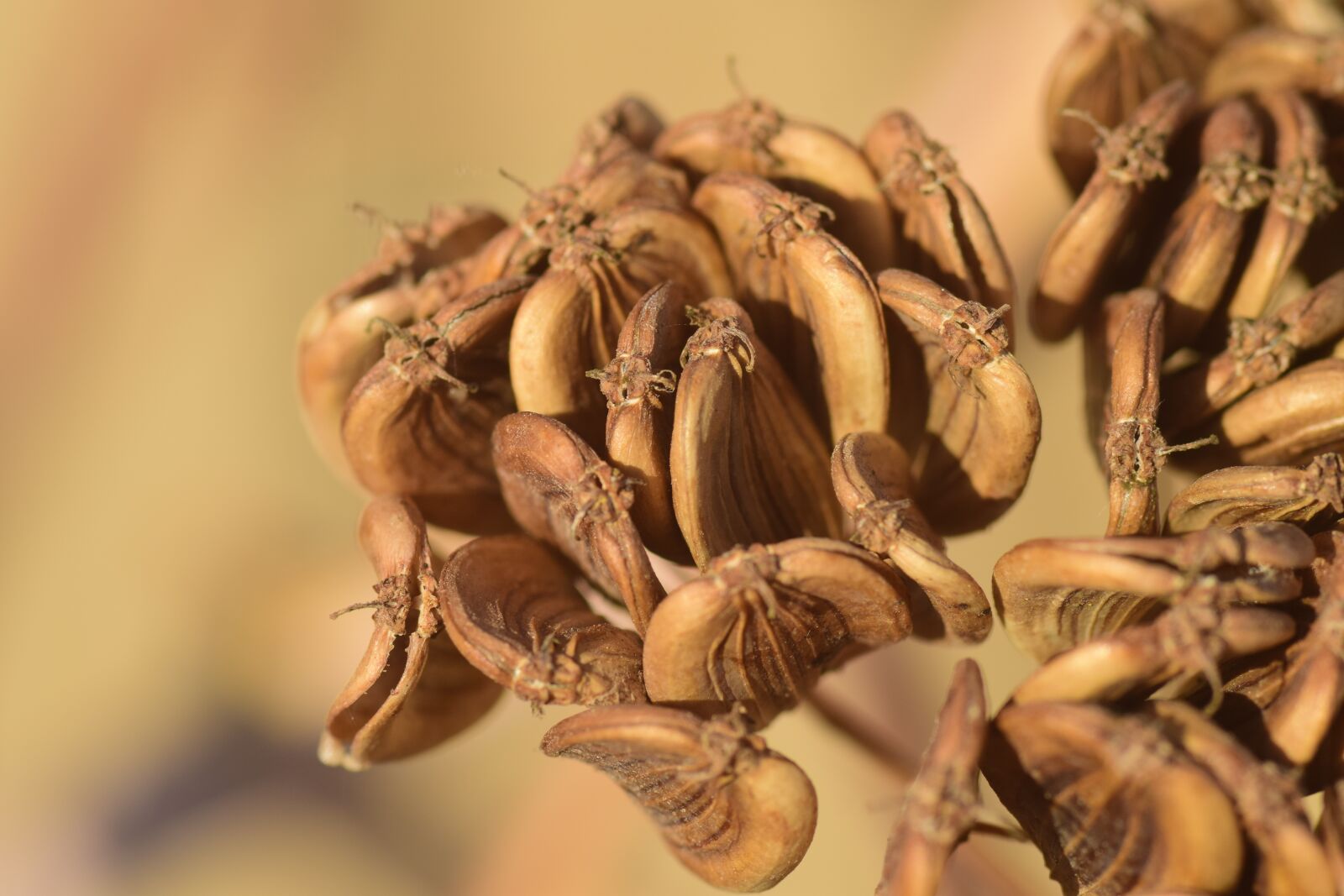 Nikon D3300 sample photo. Seeds, dry, nature photography