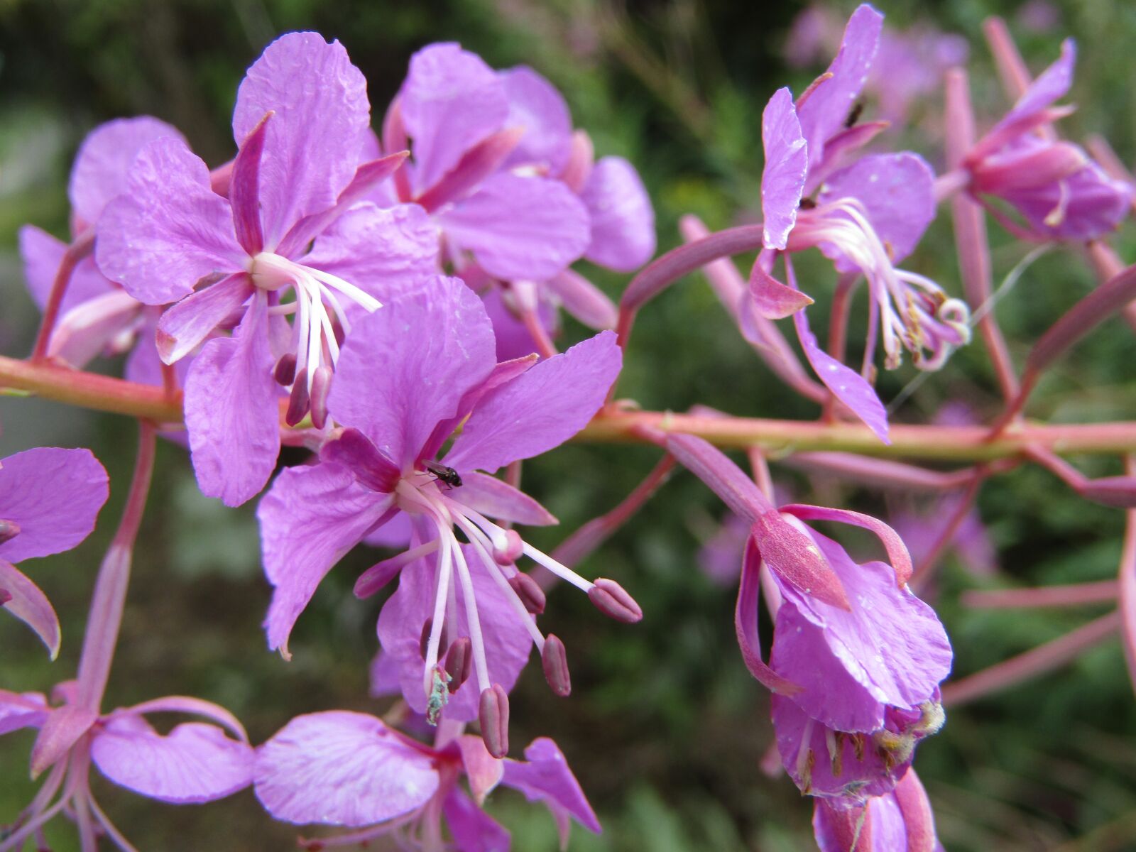 Canon POWERSHOT SX432 IS sample photo. Flower purple, flower, nature photography