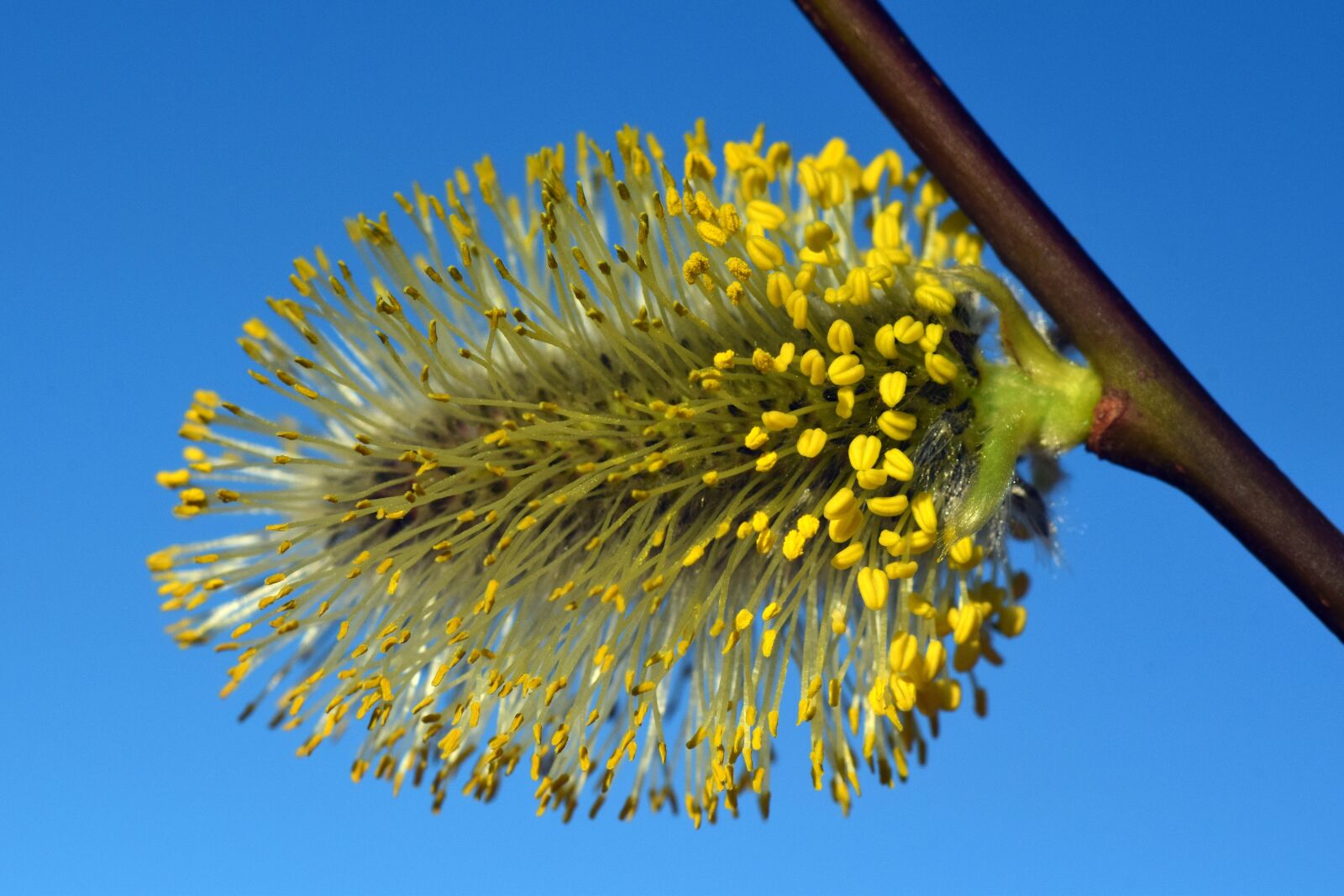 Nikon D3300 sample photo. Willow catkin, pasture, tender photography