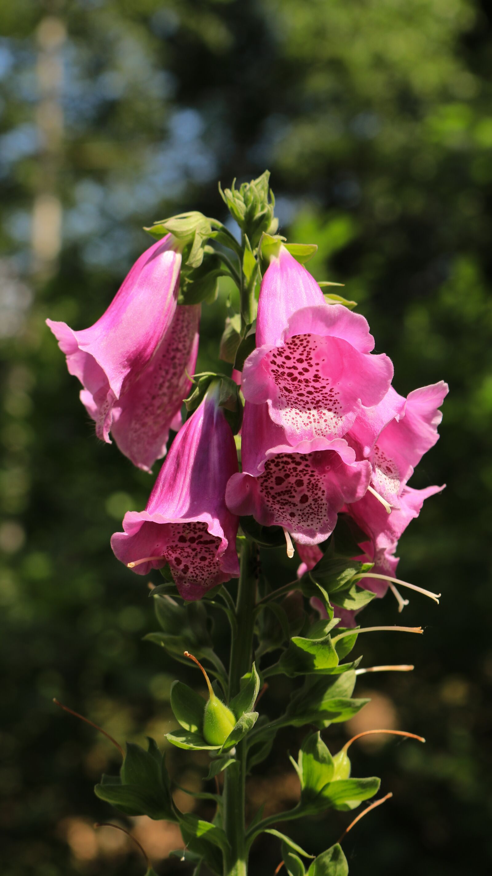 Canon EOS 80D sample photo. Forest, thimble, blossom photography