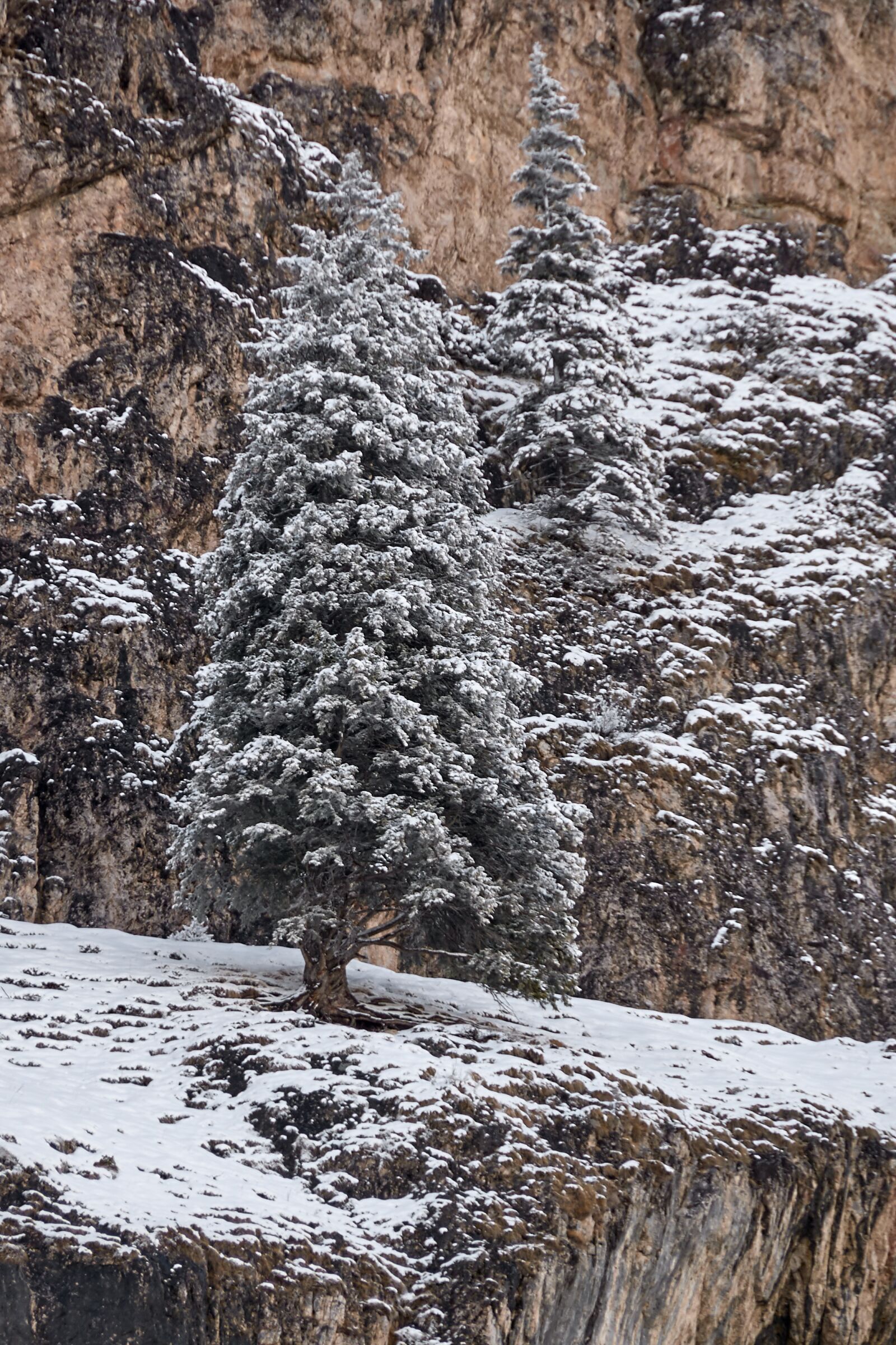 Nikon D200 sample photo. Winter, tree, nature photography