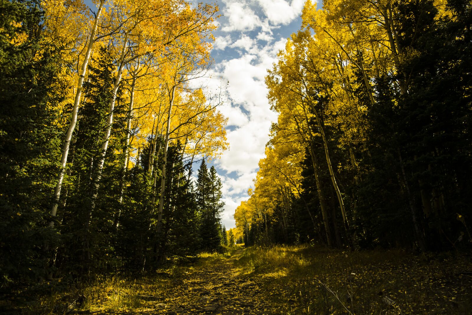 Nikon D3300 sample photo. Colorado, fall leaves, mountains photography