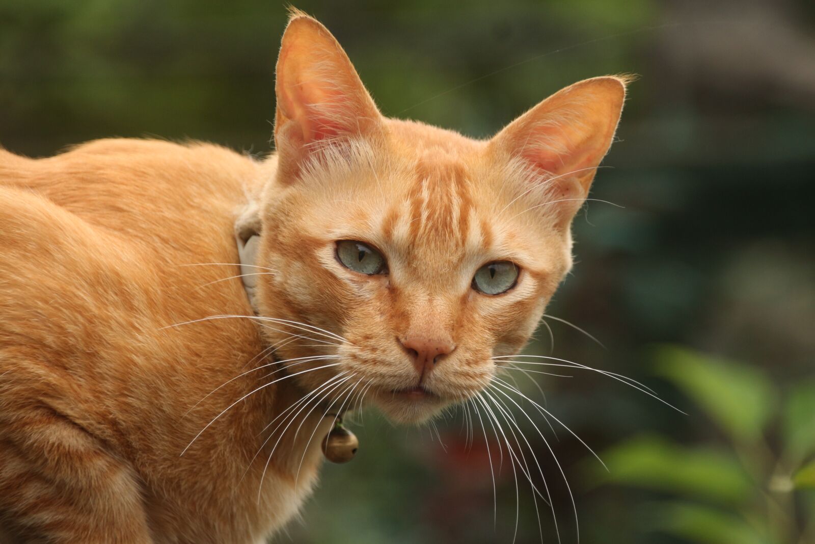 Canon EOS 650D (EOS Rebel T4i / EOS Kiss X6i) sample photo. Cat, animal, cute photography