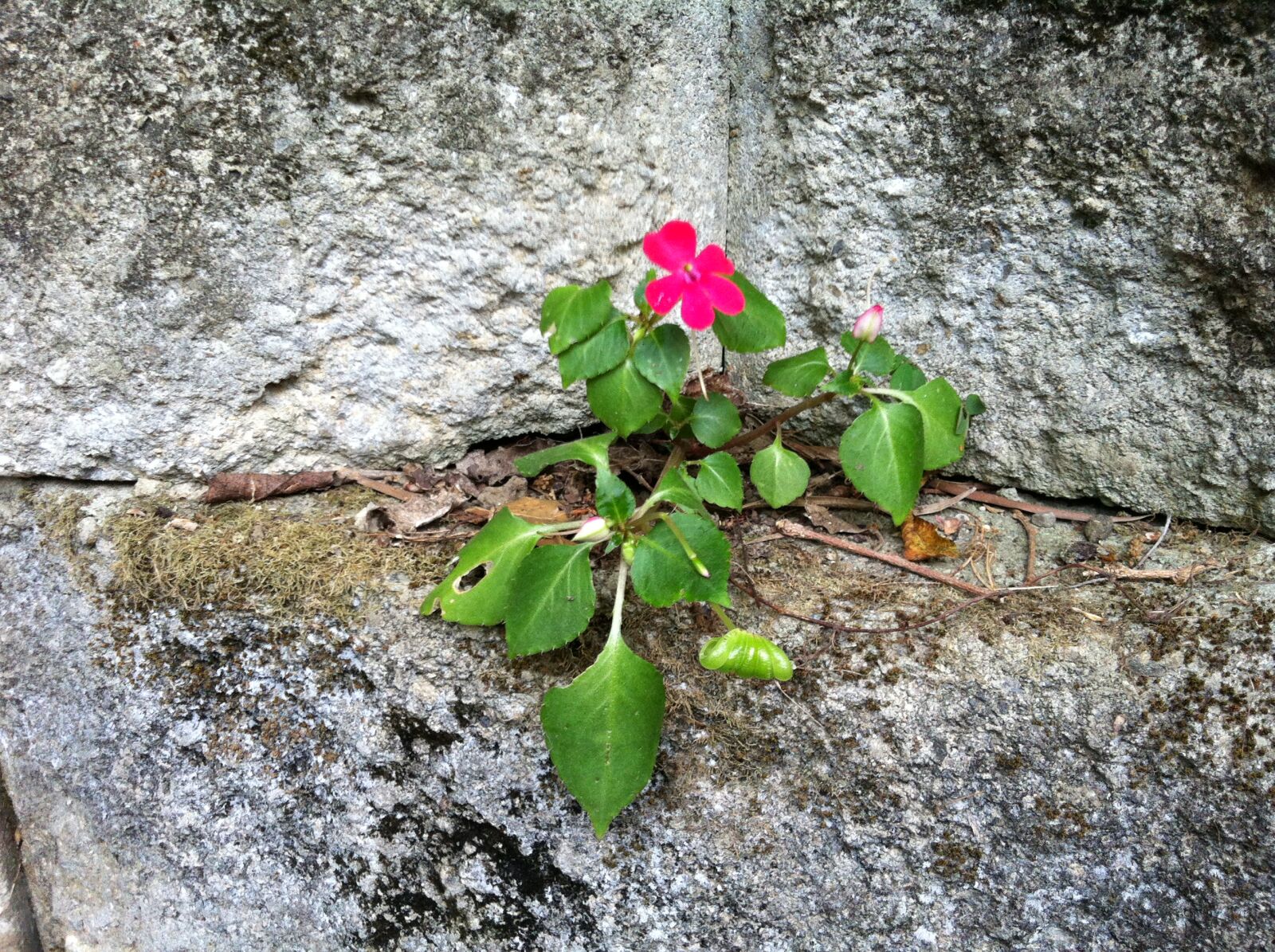 Apple iPhone 4 sample photo. Flower, vitality photography
