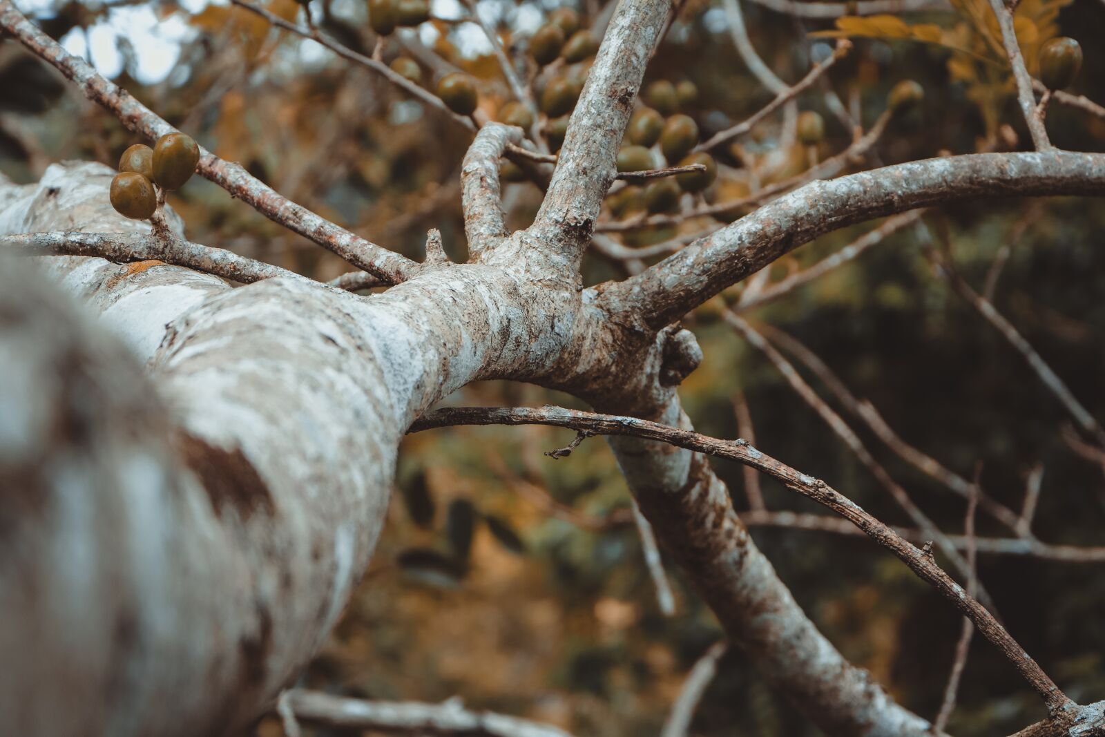 Canon EOS 750D (EOS Rebel T6i / EOS Kiss X8i) sample photo. Background, tree, a photography