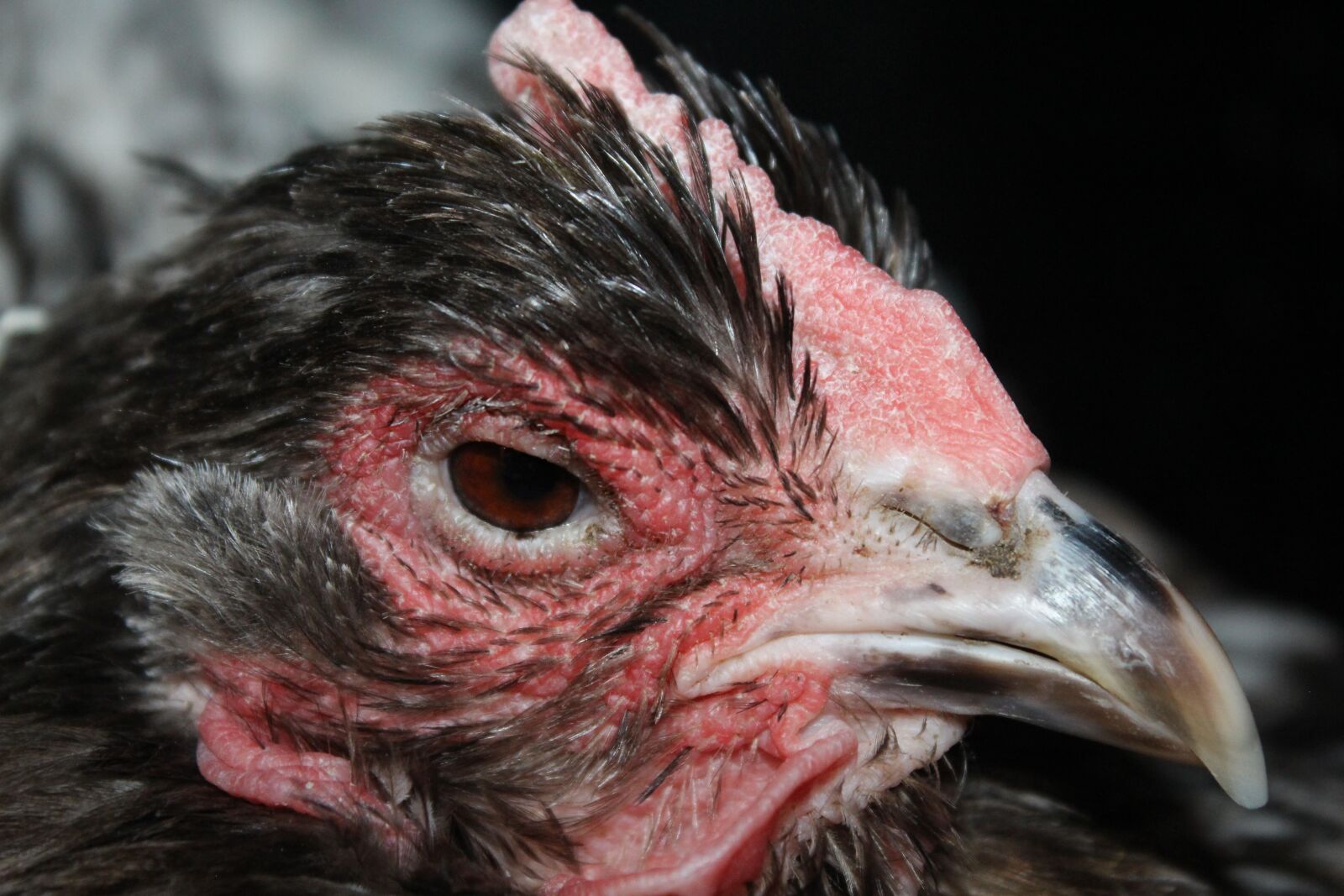 Canon EOS 700D (EOS Rebel T5i / EOS Kiss X7i) sample photo. Chicken, hen, poultry photography