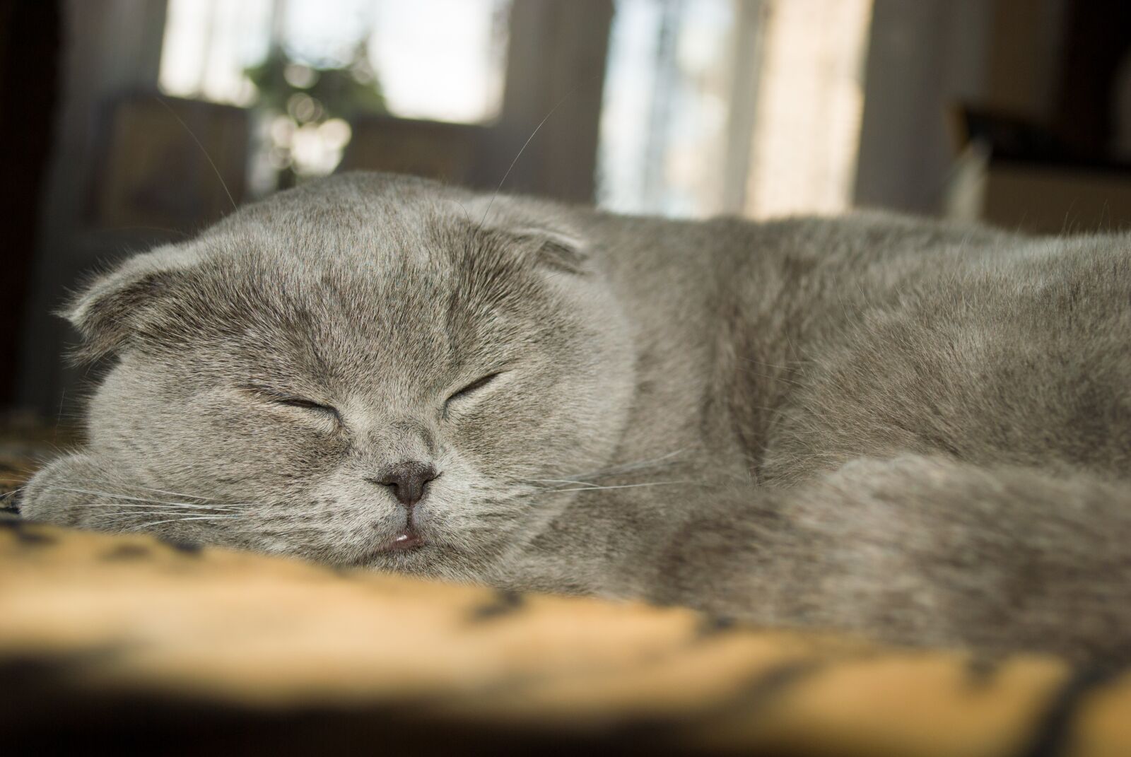 Nikon D3000 sample photo. Cat, grey, sleeping photography