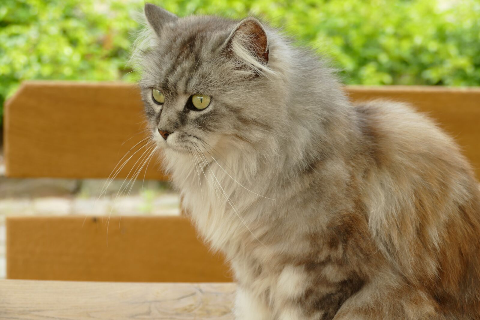 Panasonic Lumix DMC-FZ1000 sample photo. Cat, pet, mammal photography